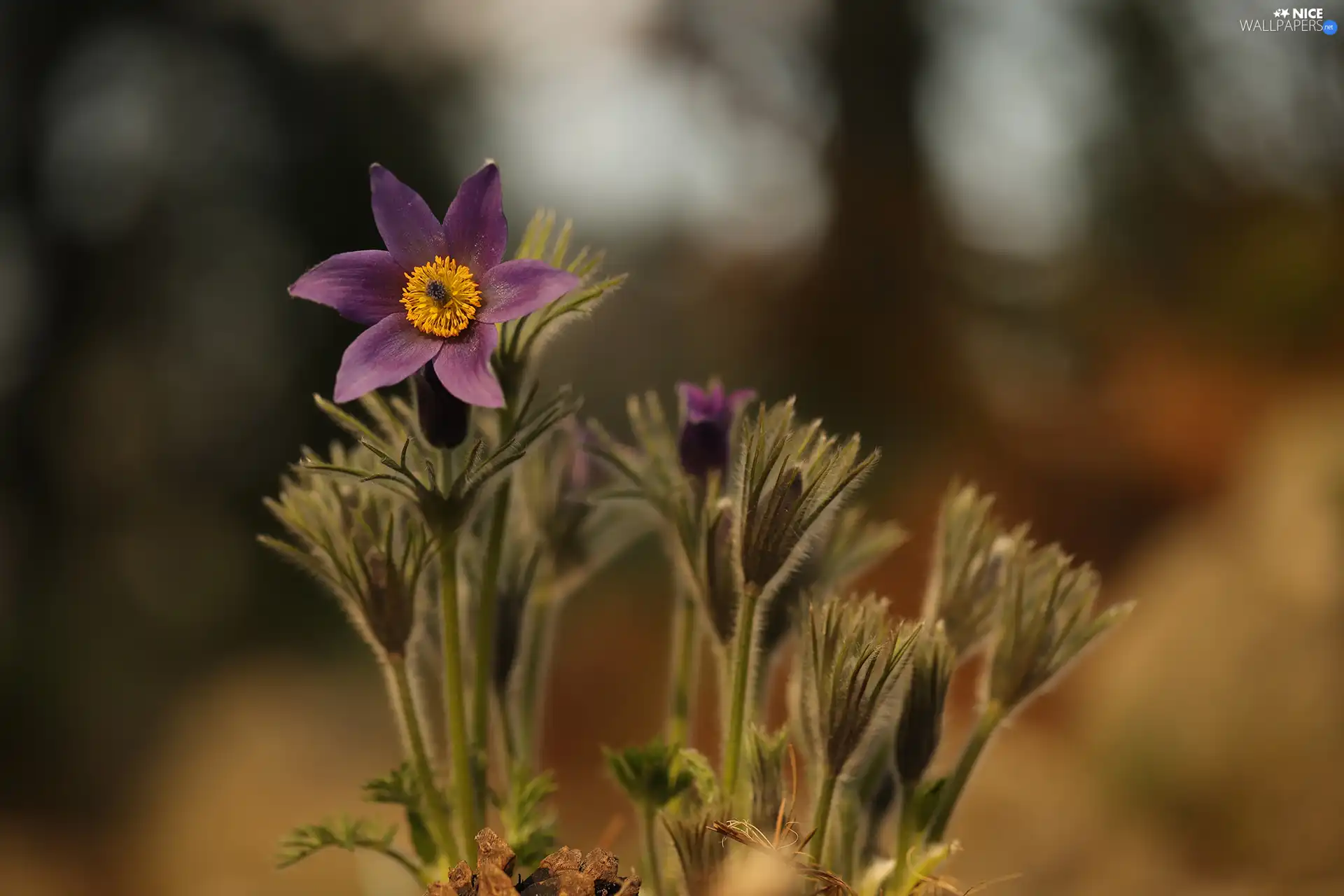 Colourfull Flowers, Buds, pasque, Violet, developed