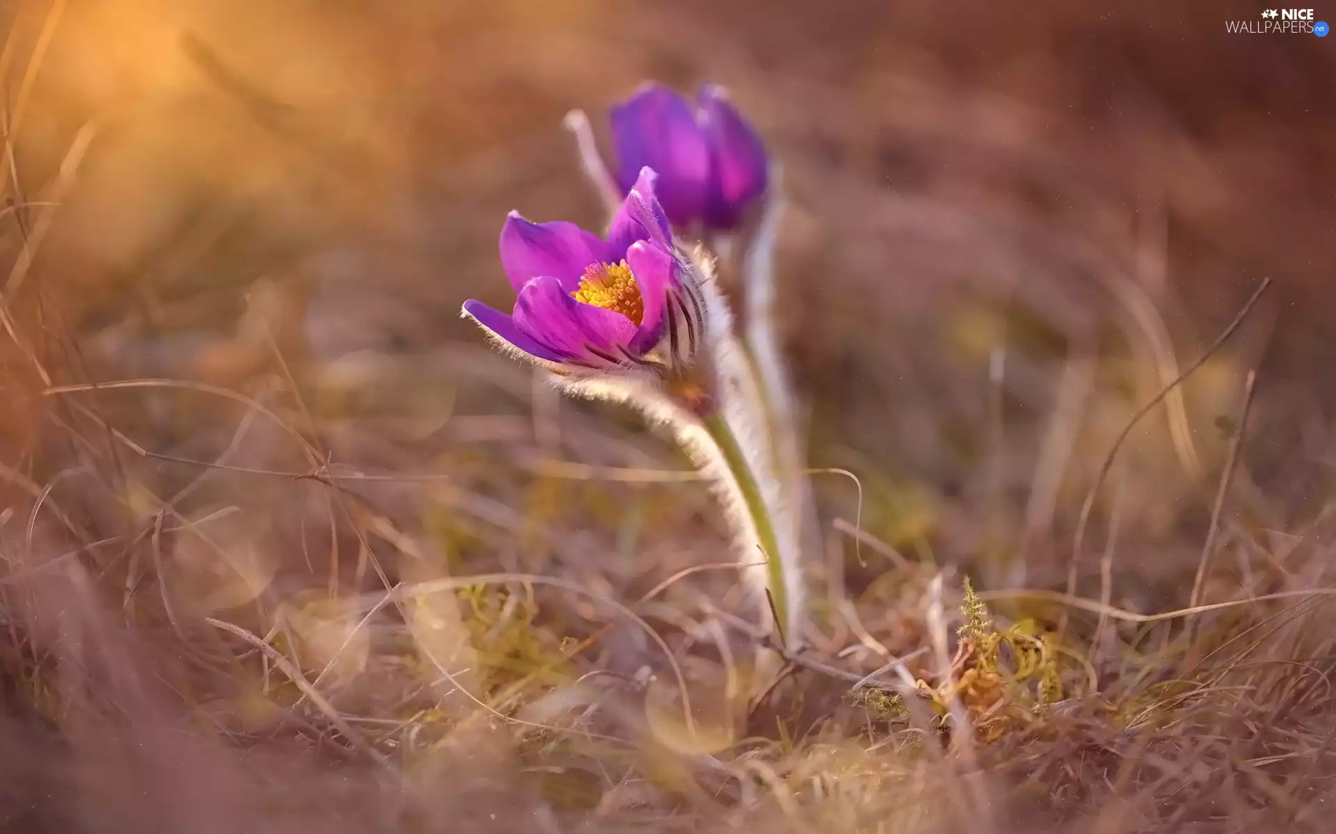 Flowers, grass, blur, pasque