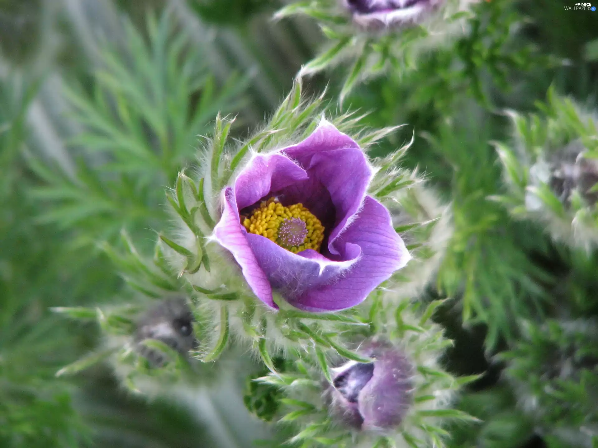 pasque, Colourfull Flowers