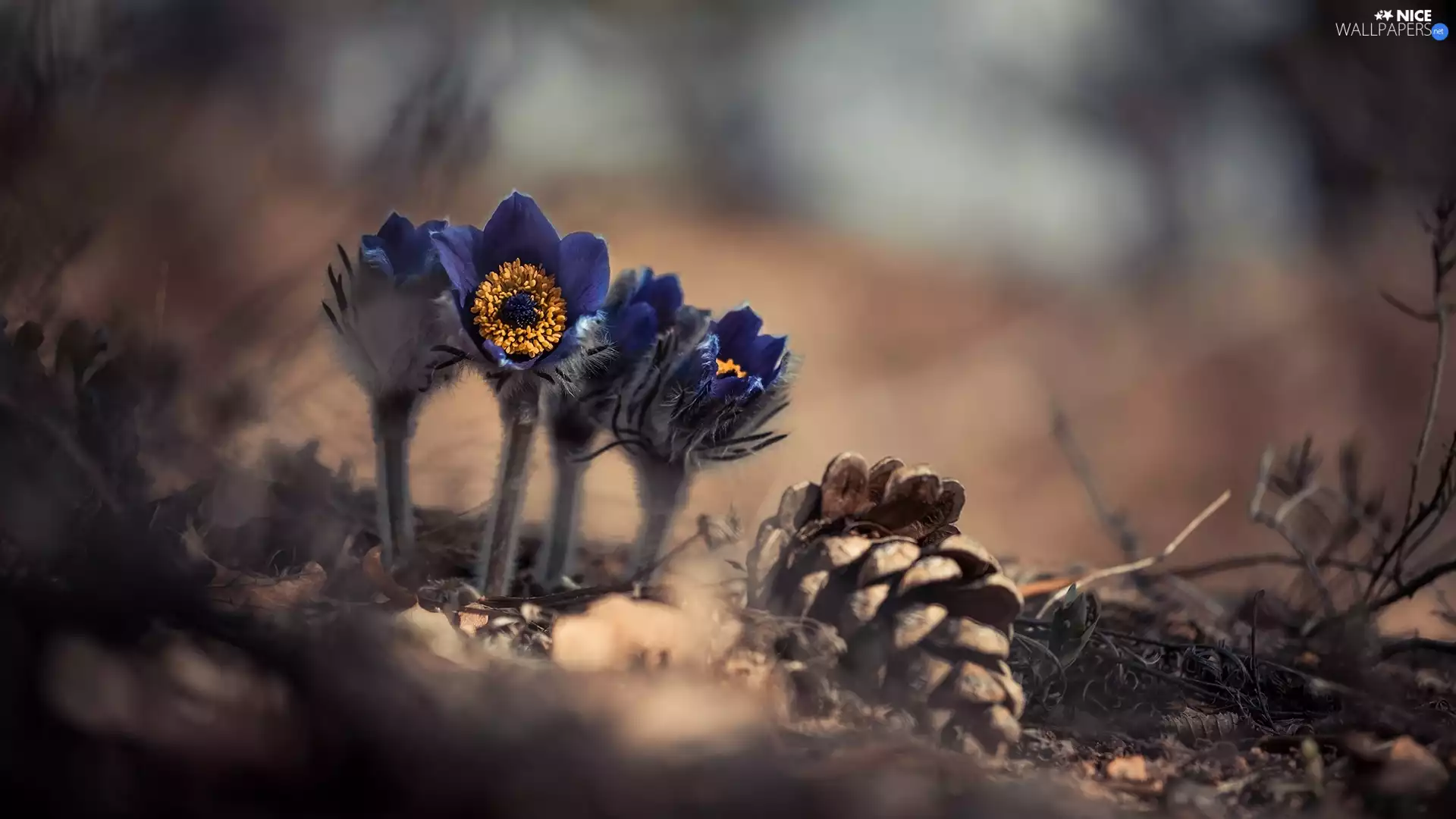 Flowers, cone, Plants, pasque