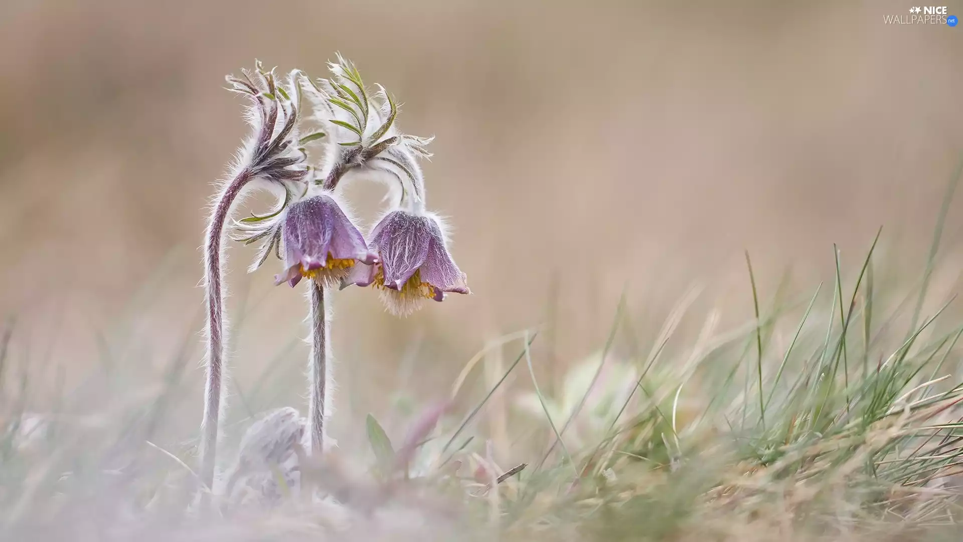 pasque ordinary, grass