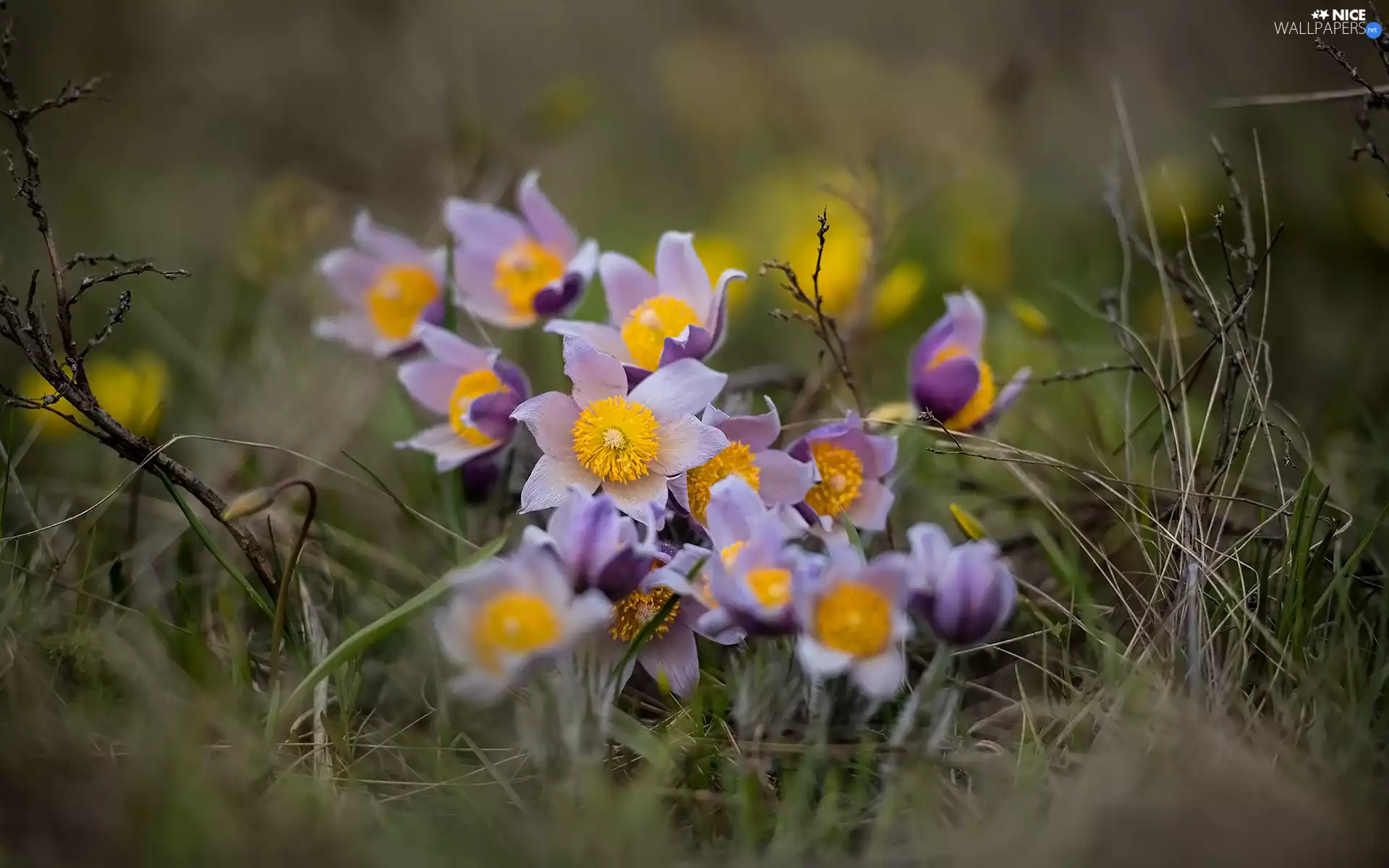 Flowers, pasque, grass, Light Purple