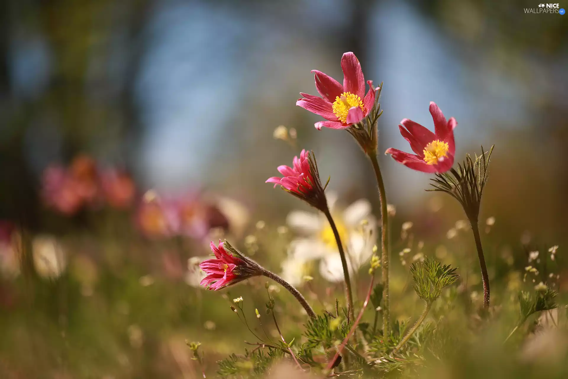 Pink, Flowers, rapprochement, pasque