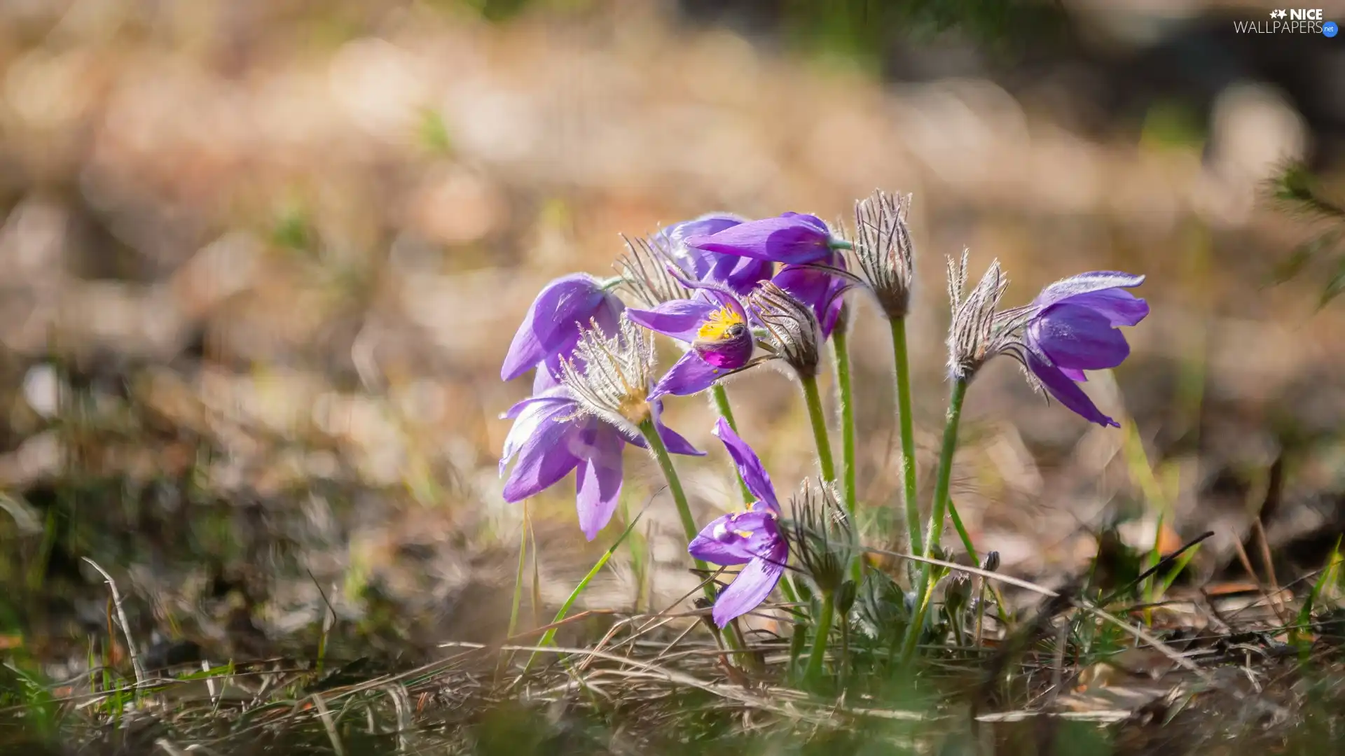 pasque, blooming, purple