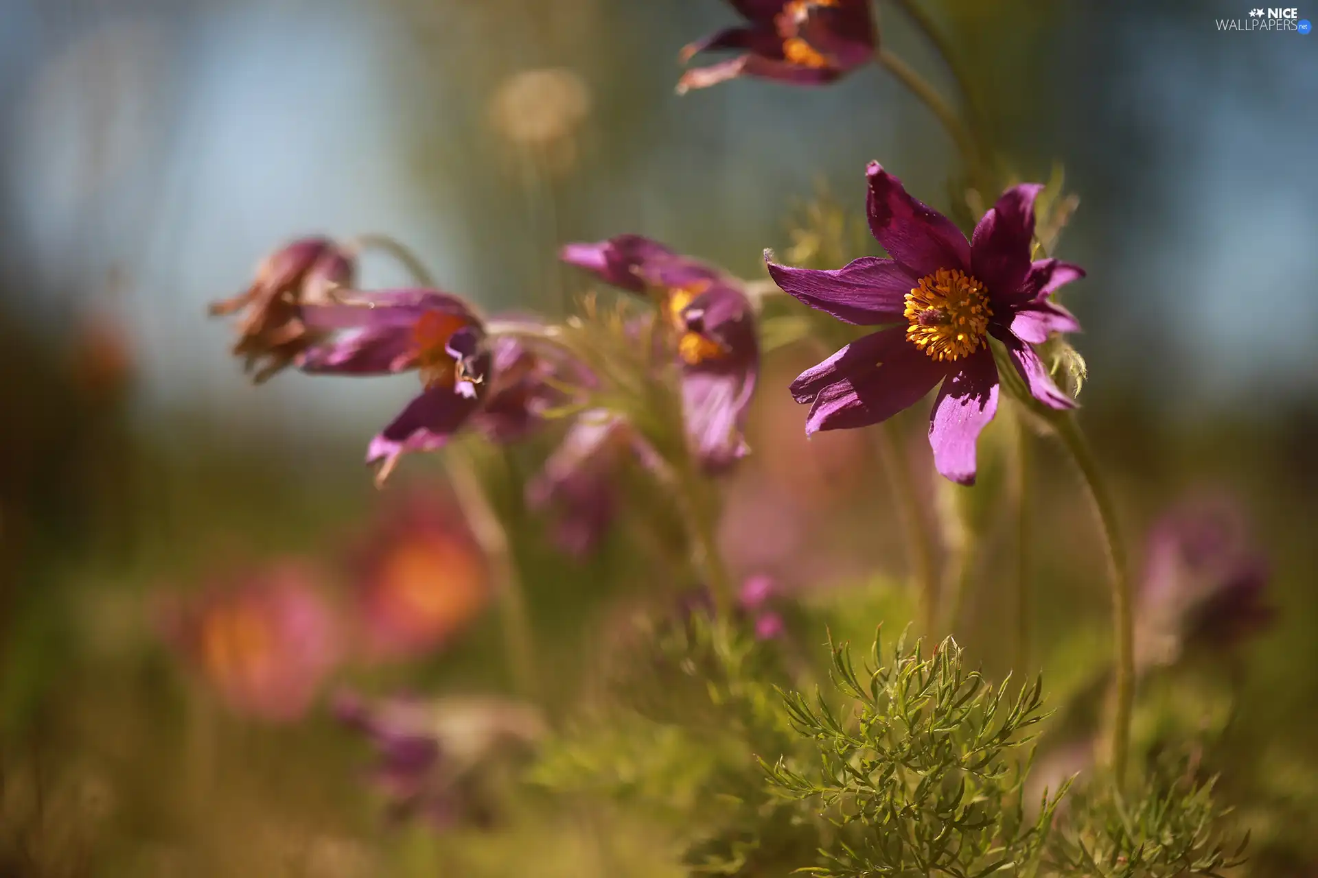 purple, bloom, Flowers, pasque