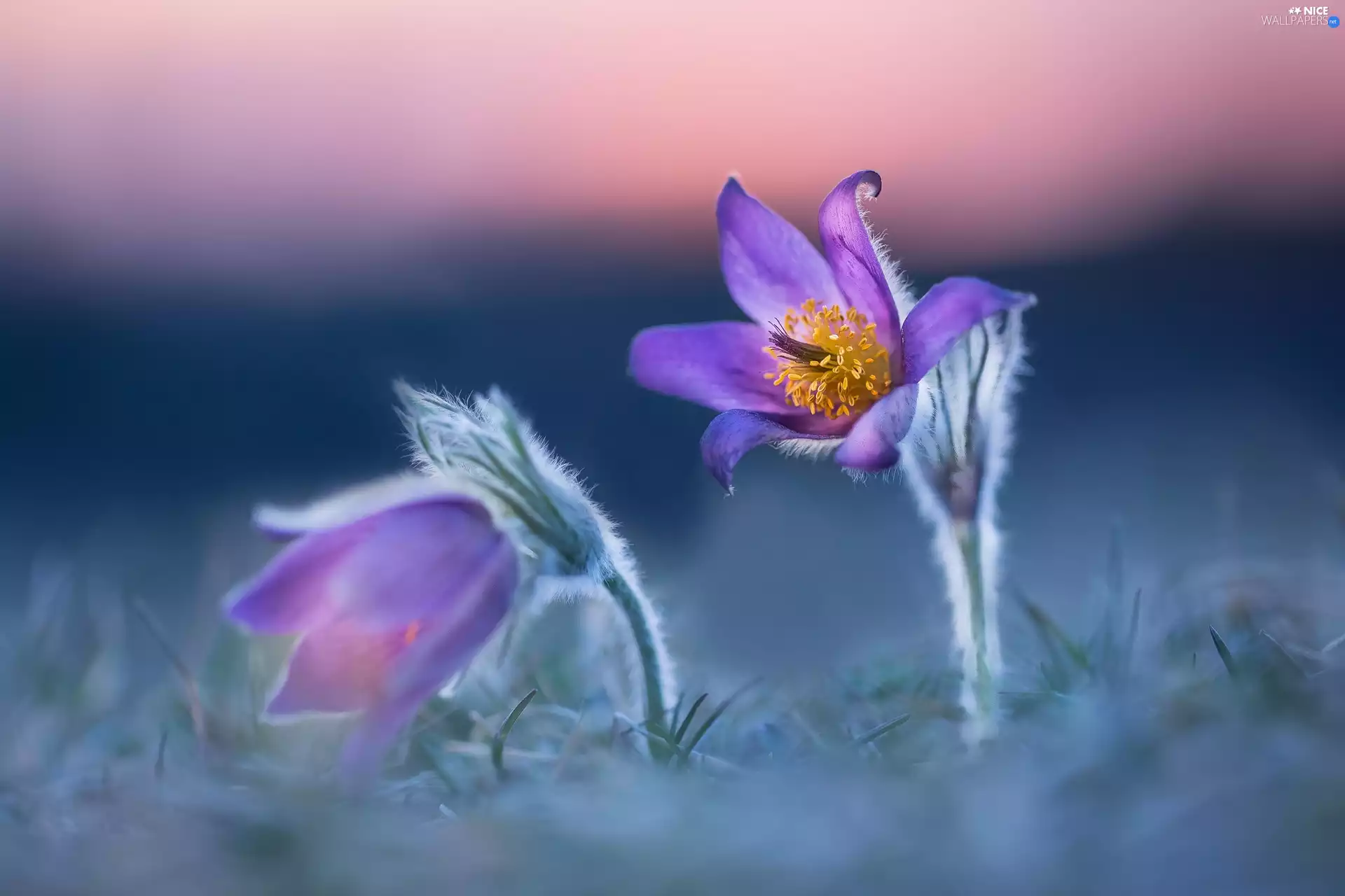 pasque, Flowers, Two