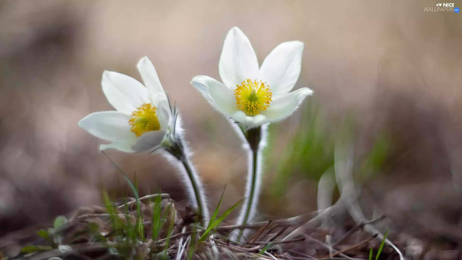 pasque, Flowers, White