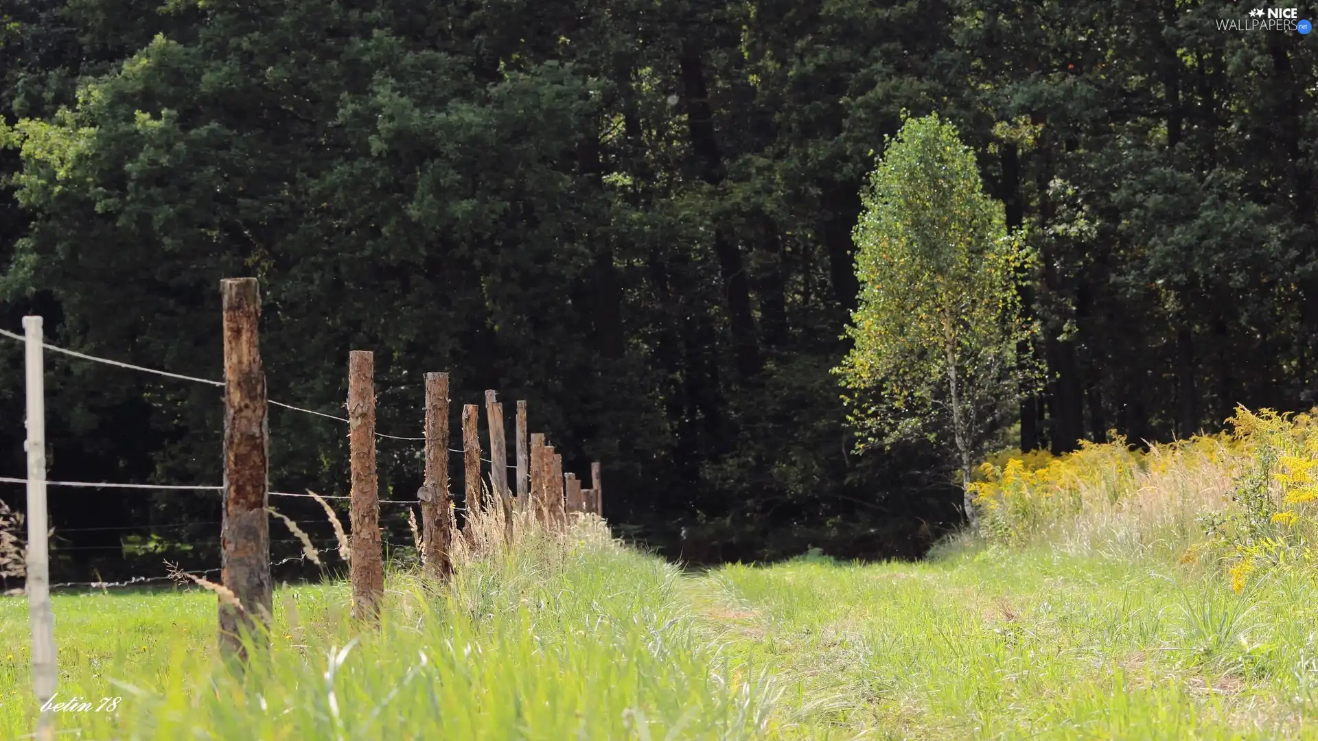 Way, fence, pasture, forest