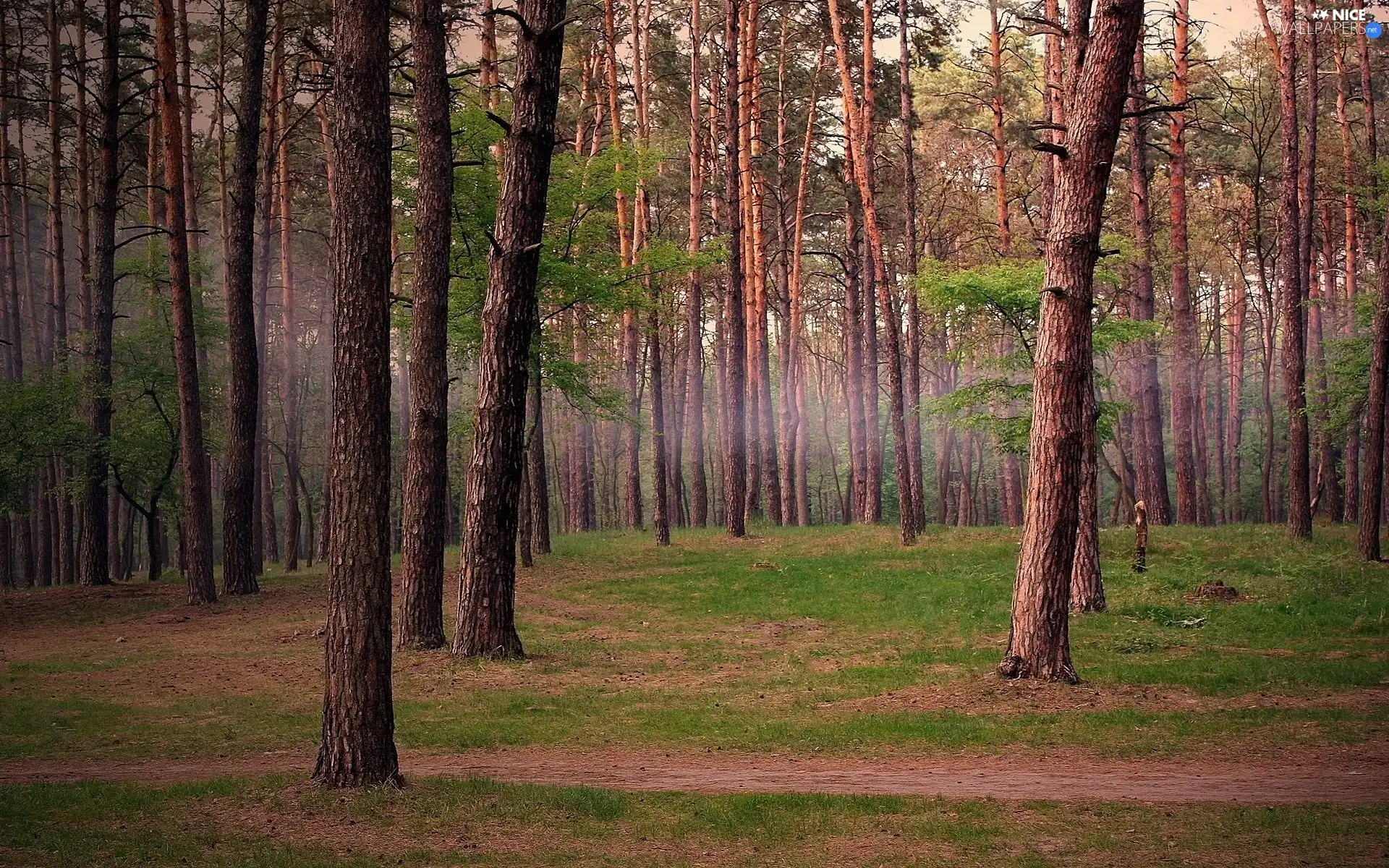 forest, Path