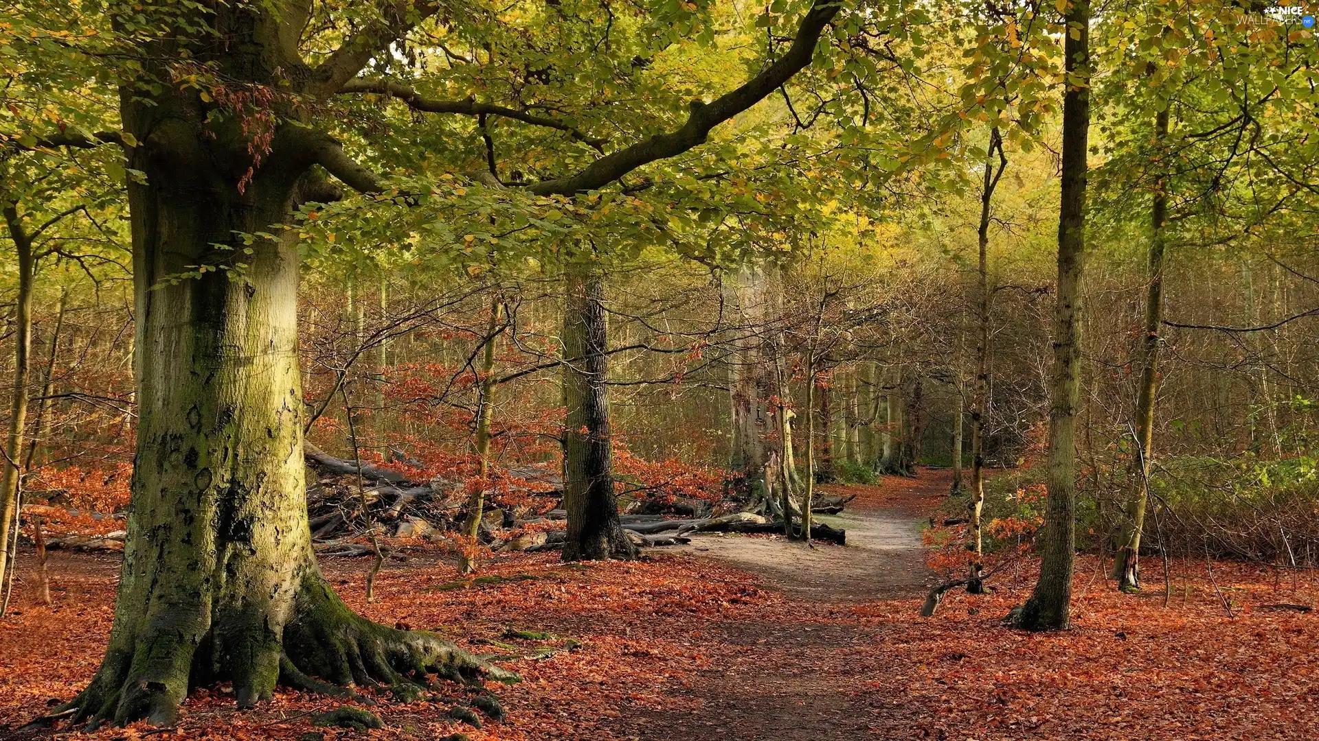 Path, autumn, forest