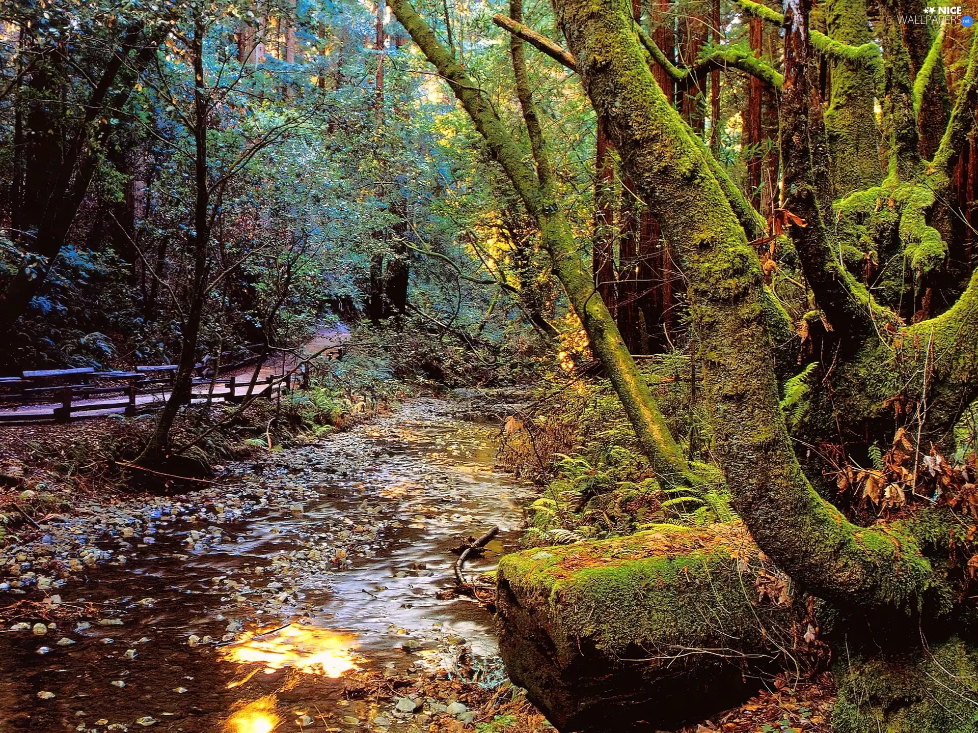 Path, brook, forest