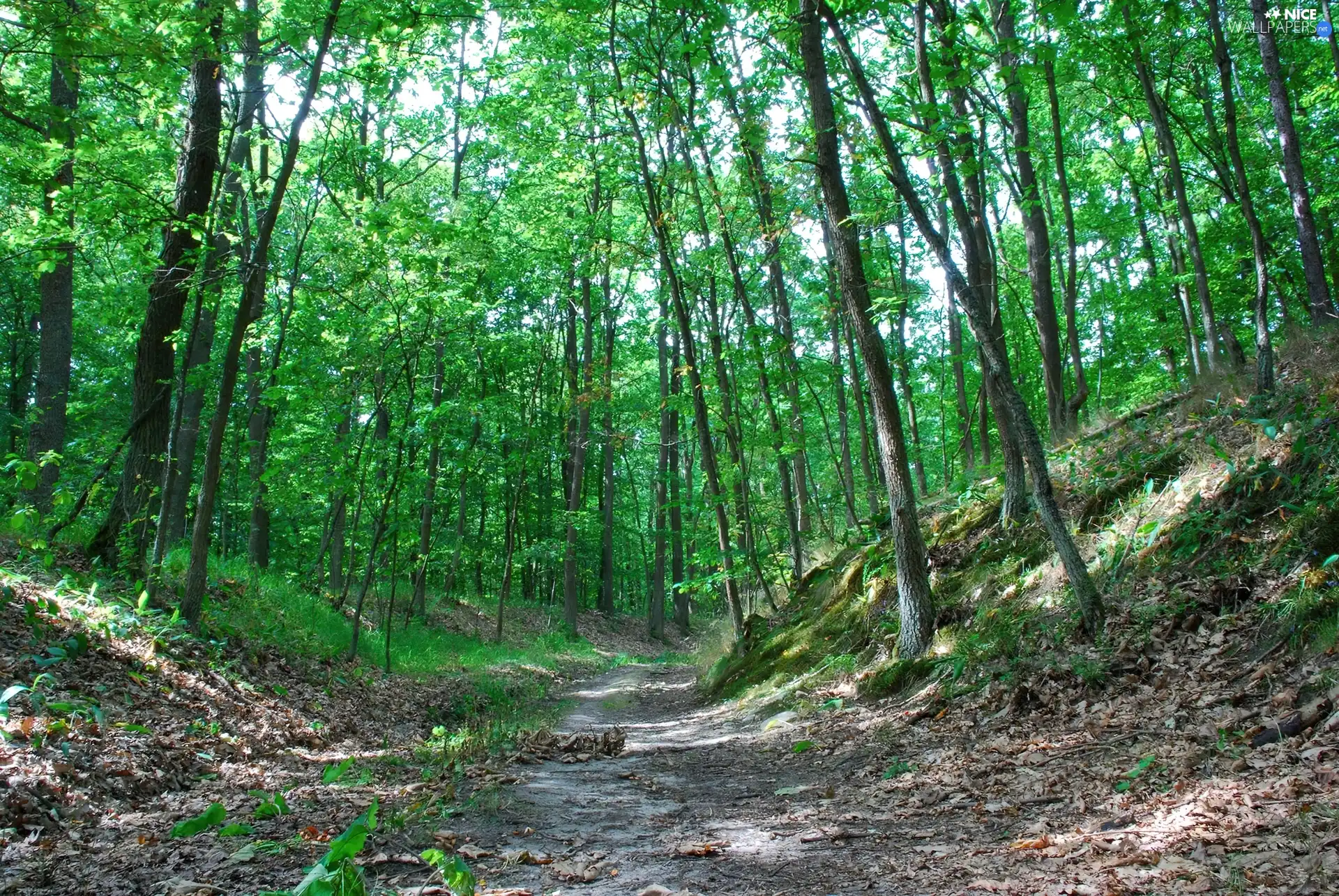 Path, oak, forest