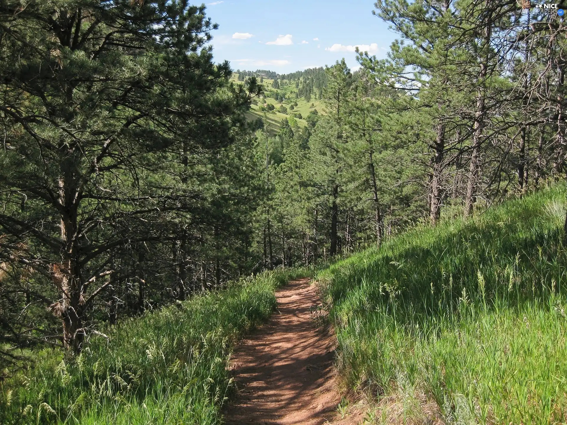 Path, pine, forest