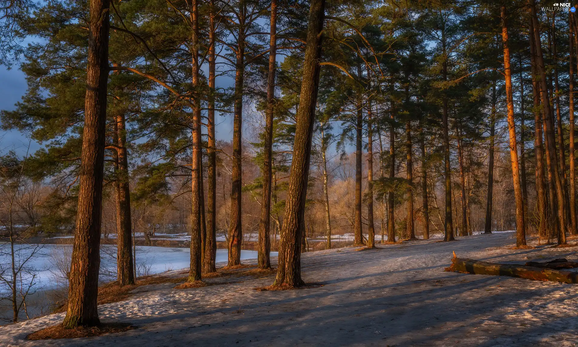 high, winter, viewes, Path, trees, forest