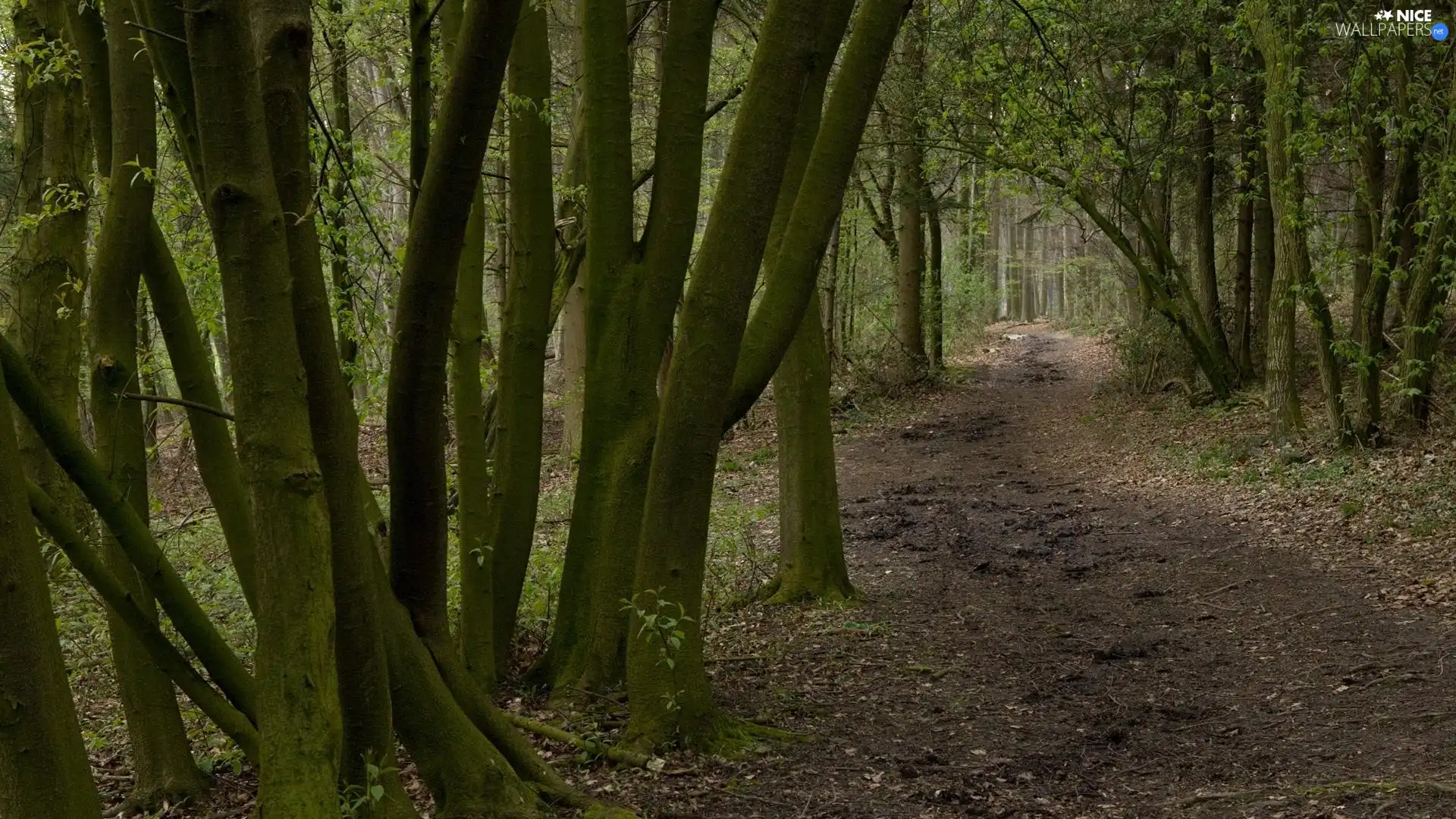 forest, viewes, Path, trees