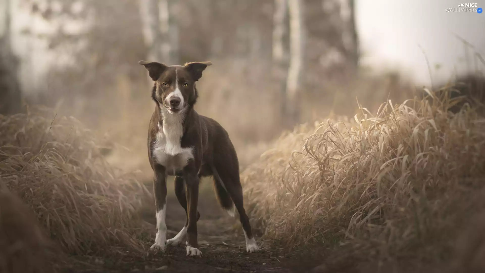 dog, Path, grass, Border Collie
