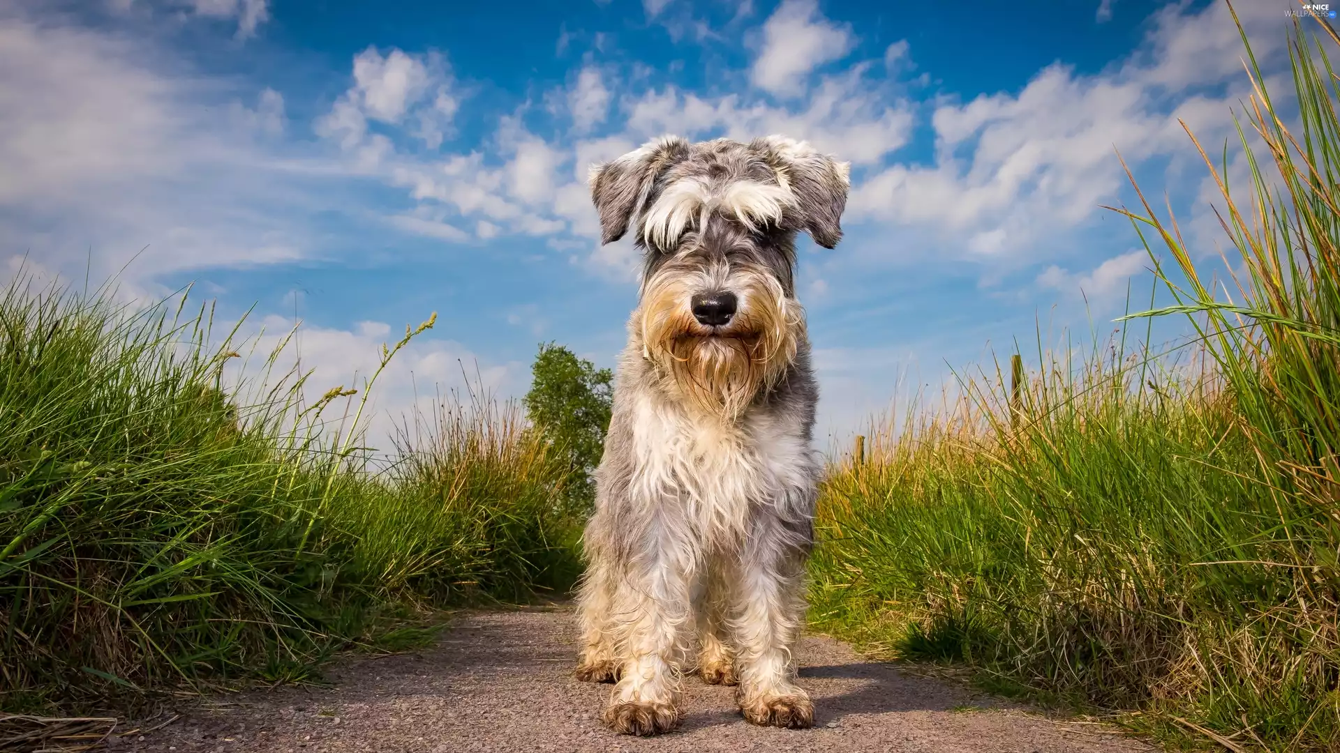 grass, miniature Schnauzer, Path