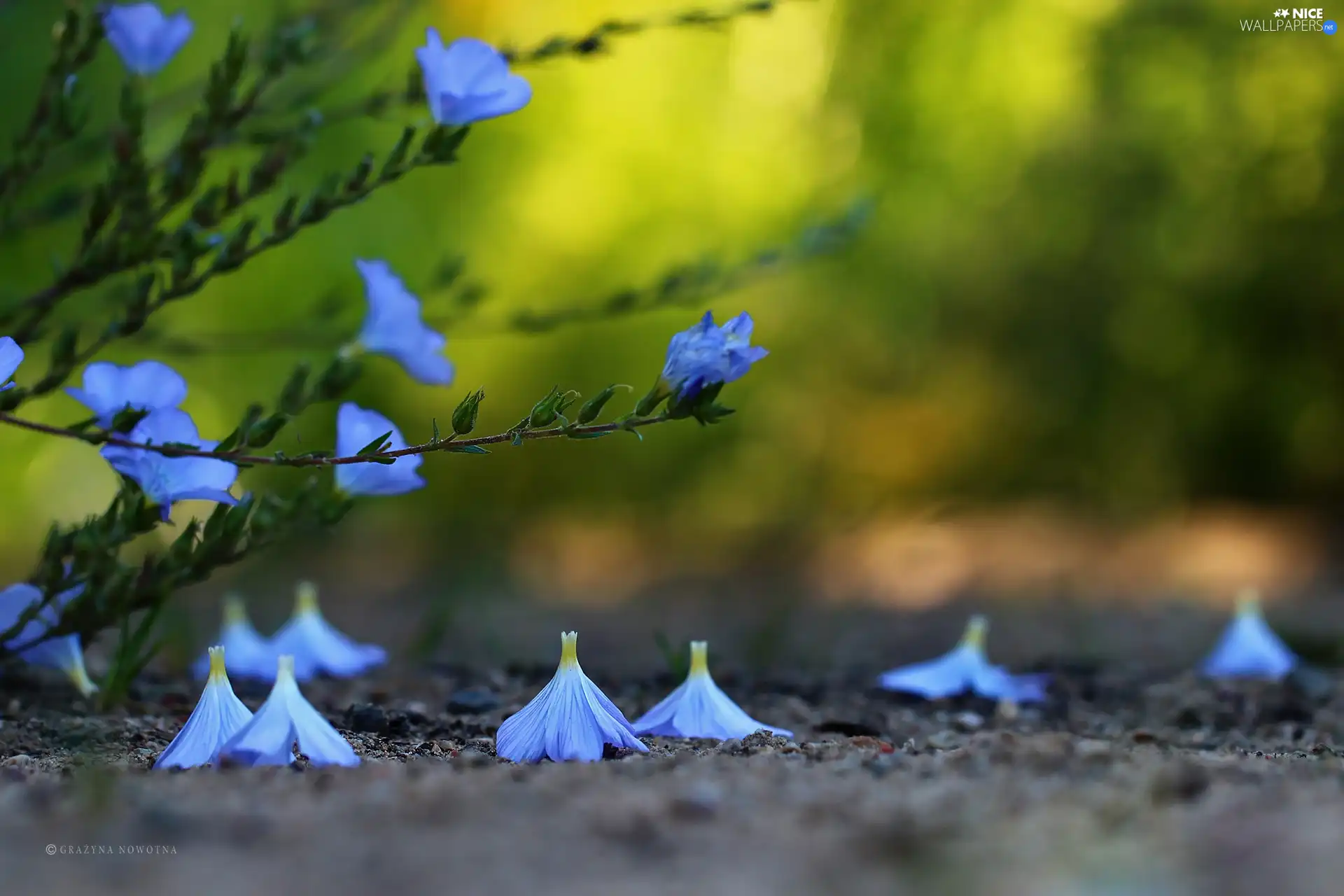 Linum Hirsutum, Flowers, Path, Blue