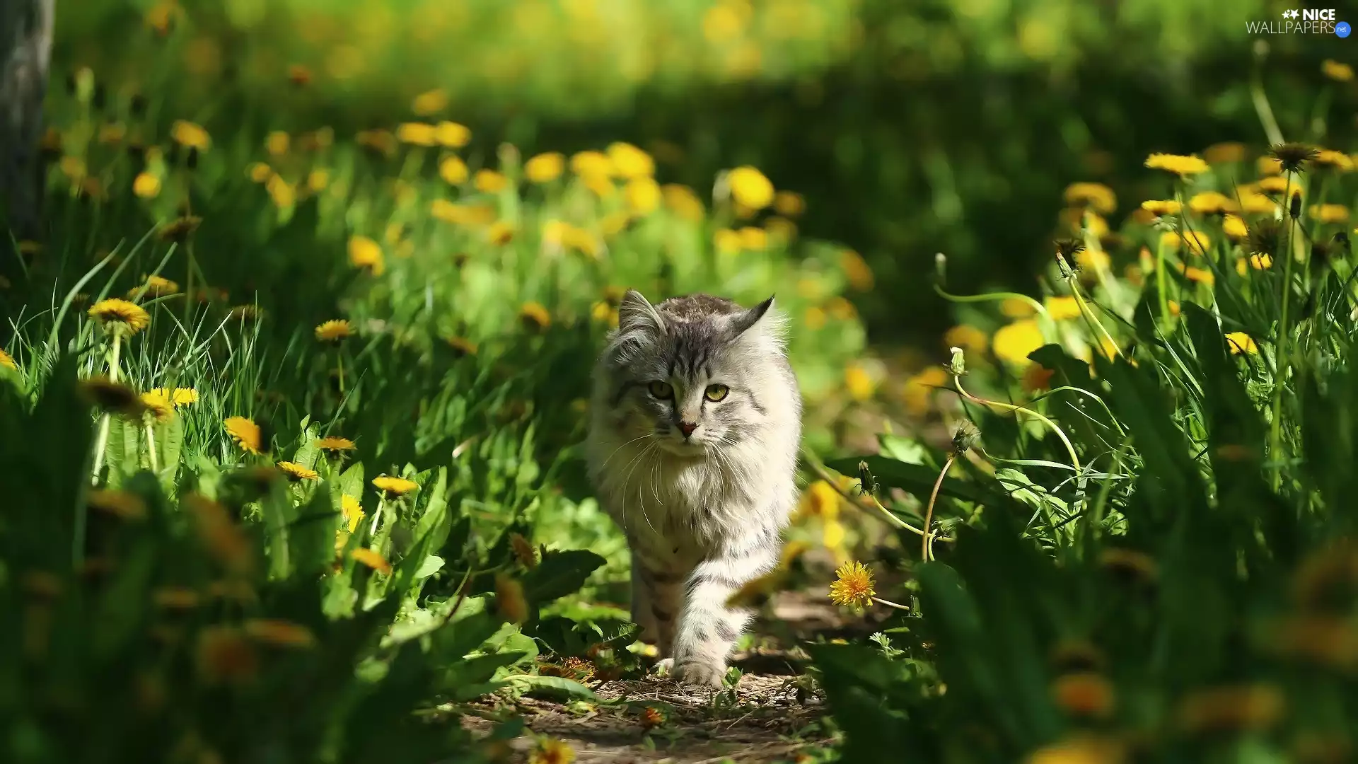 green, Path, Meadow, dandelion, cat