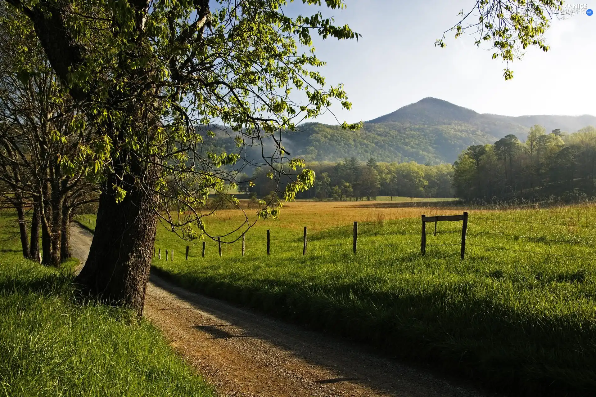 Sapling, Spring, Path, Mountains, Narrow, green