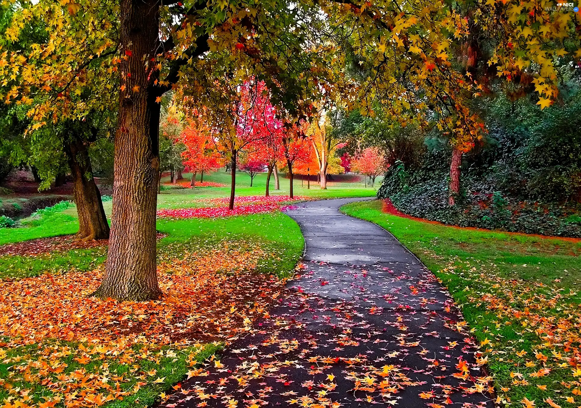 path, autumn, Park