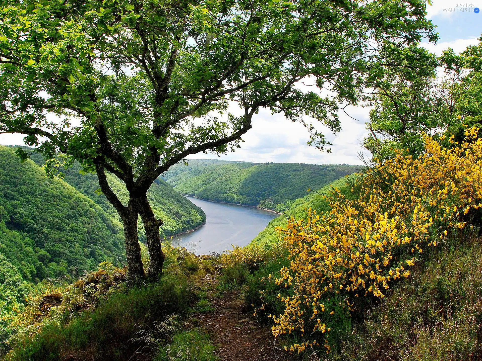 River, trees, Path, woods