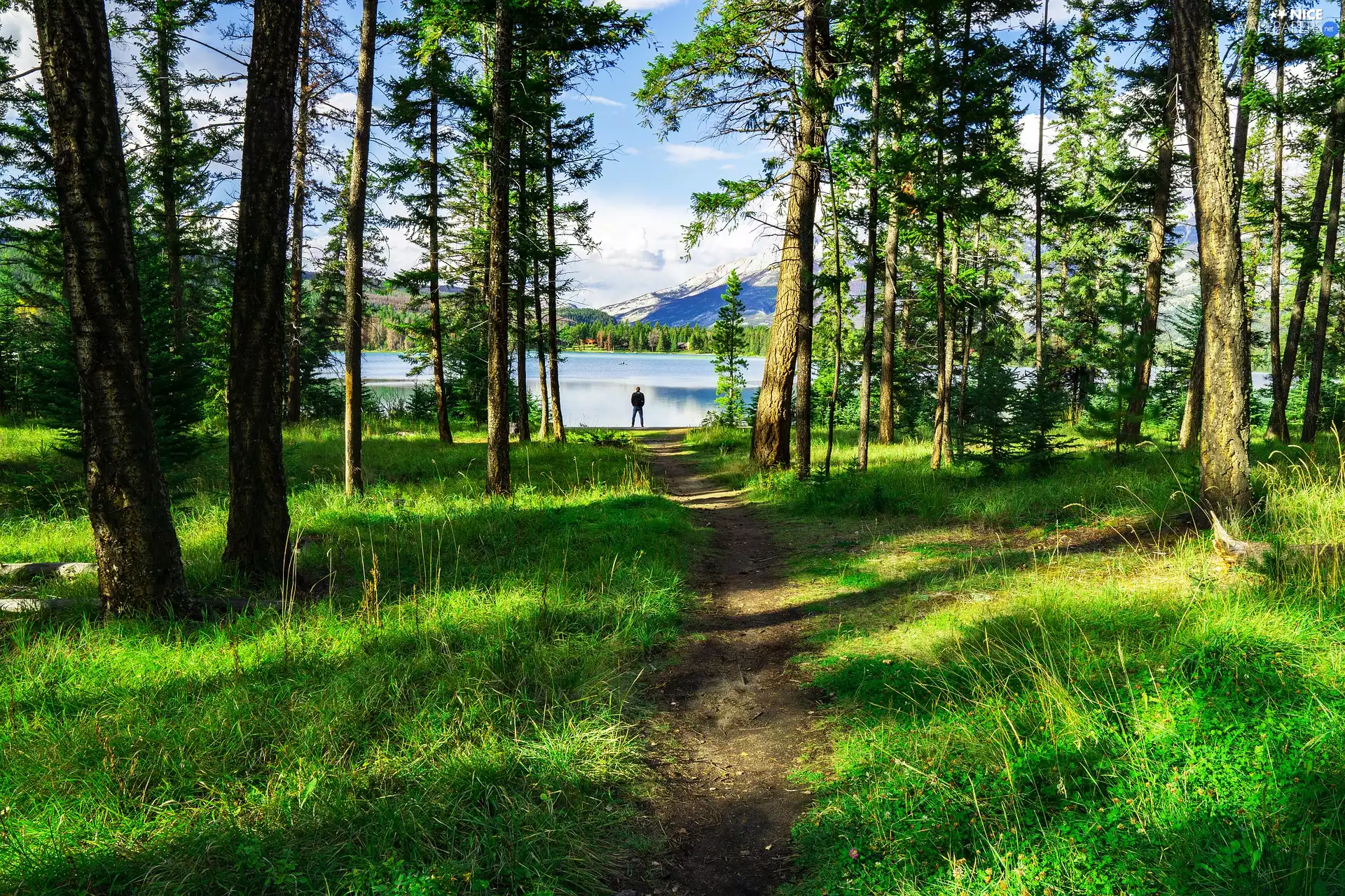 viewes, forest, Human, Path, lake, trees