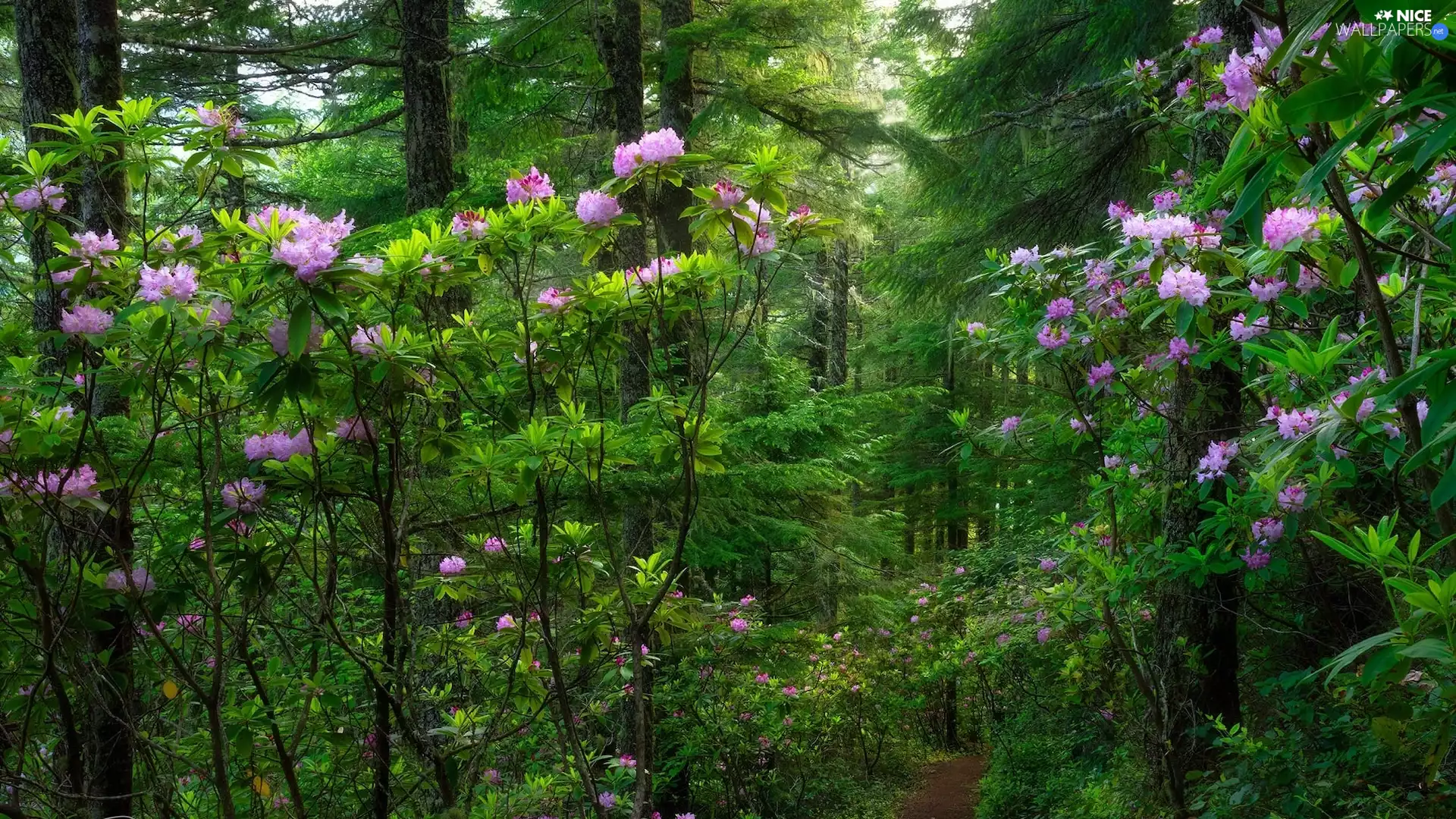 viewes, forest, Rhododendrons, Path, Bush, trees