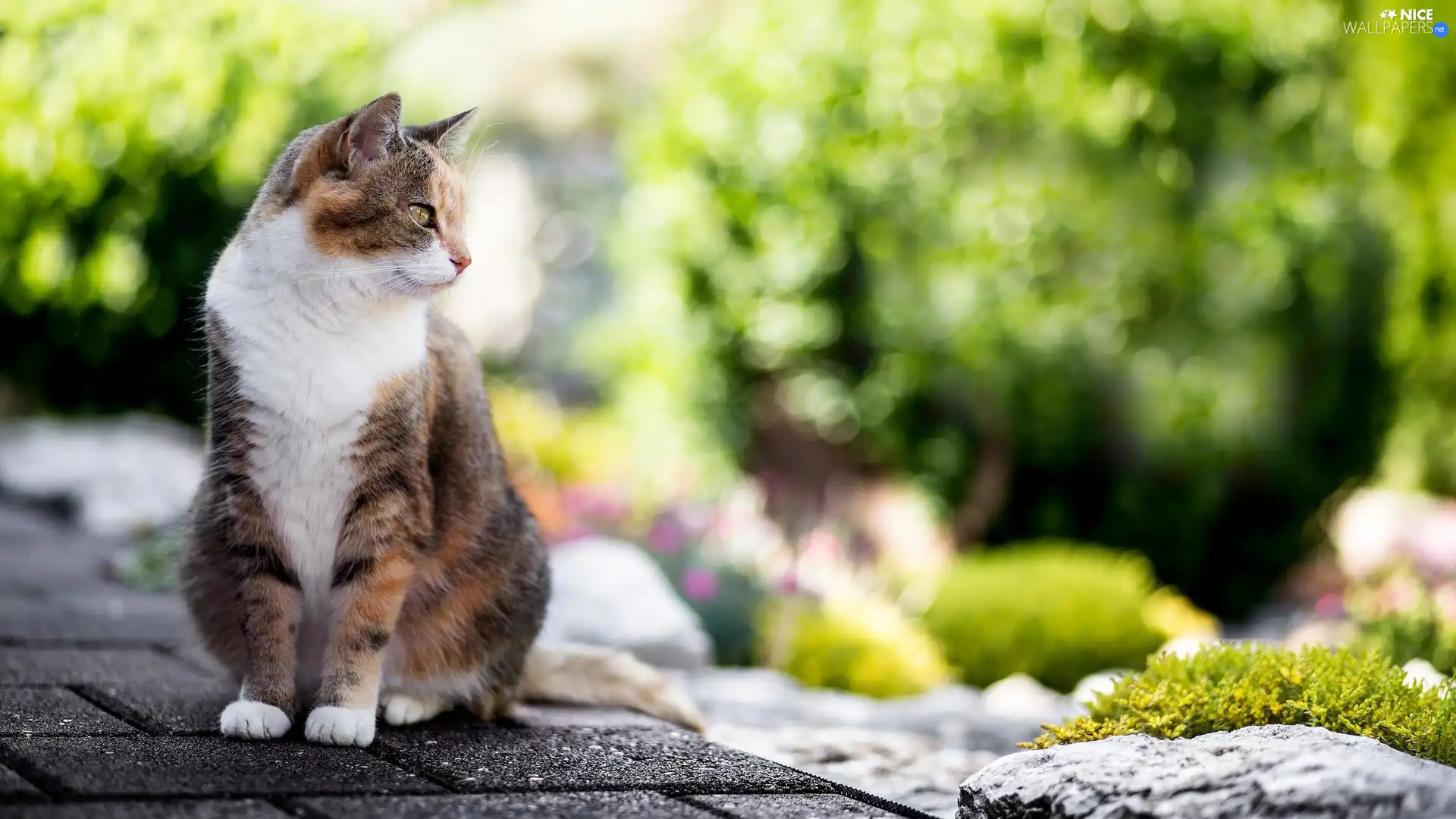 cat, Stone, Bokeh, Pavement