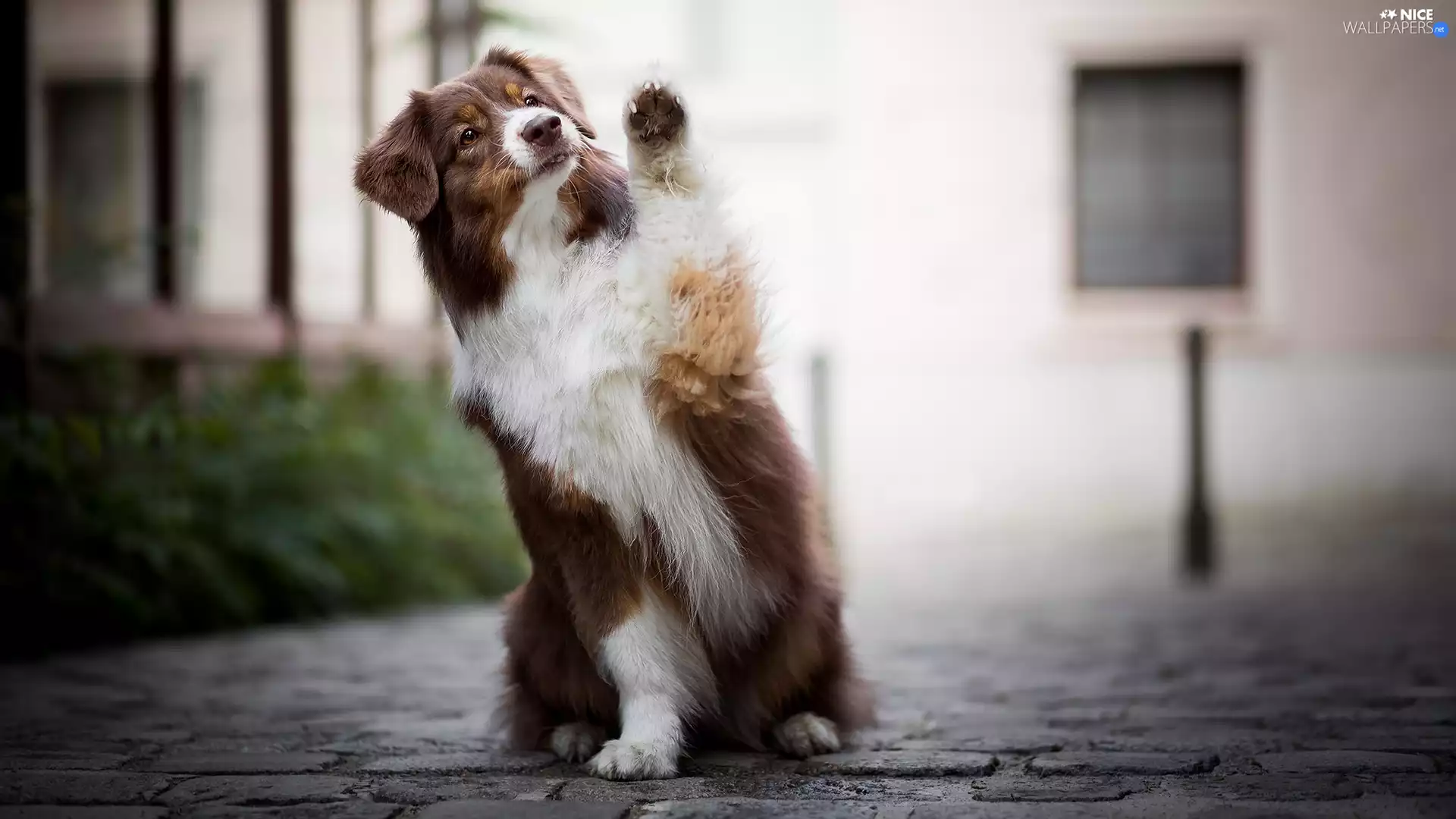 dog, Australian Shepherd, Pavement, Brown and white