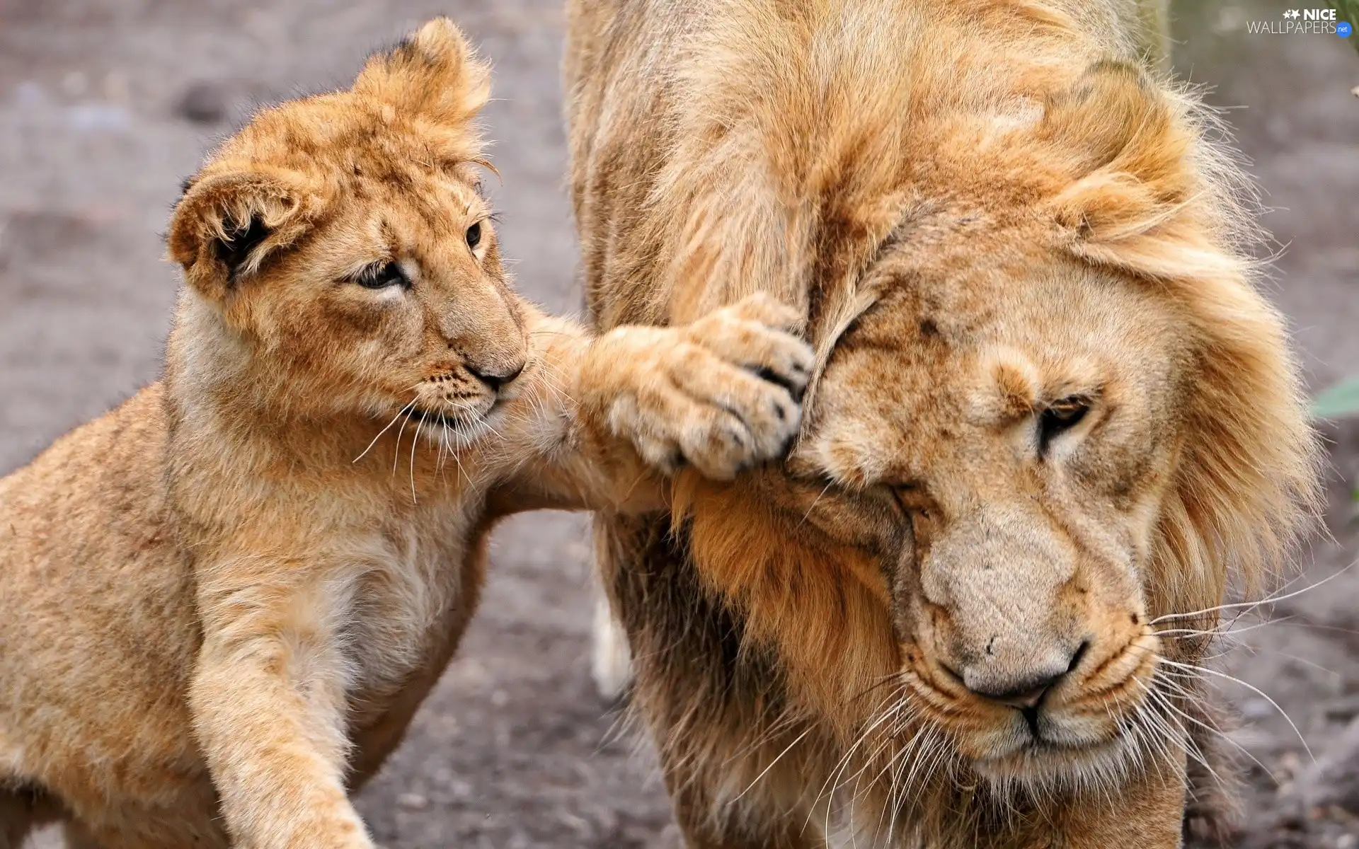 paw, Lion, young