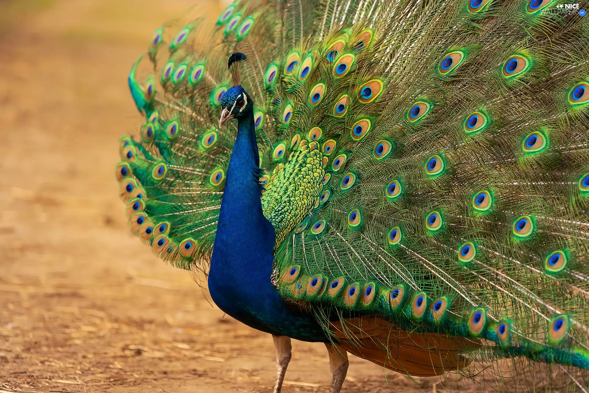 Bird, Outstretched, tail, peacock