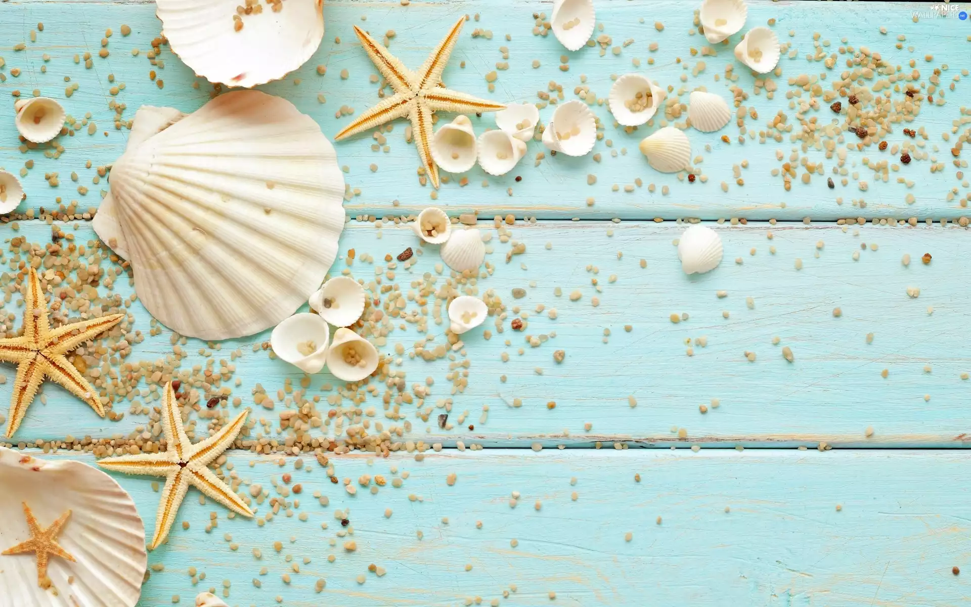 decoration, Shells, starfish, pebbles