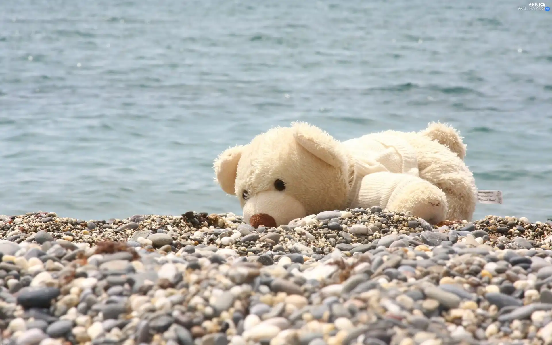 pebbles, water, teddy bear, Plush, White