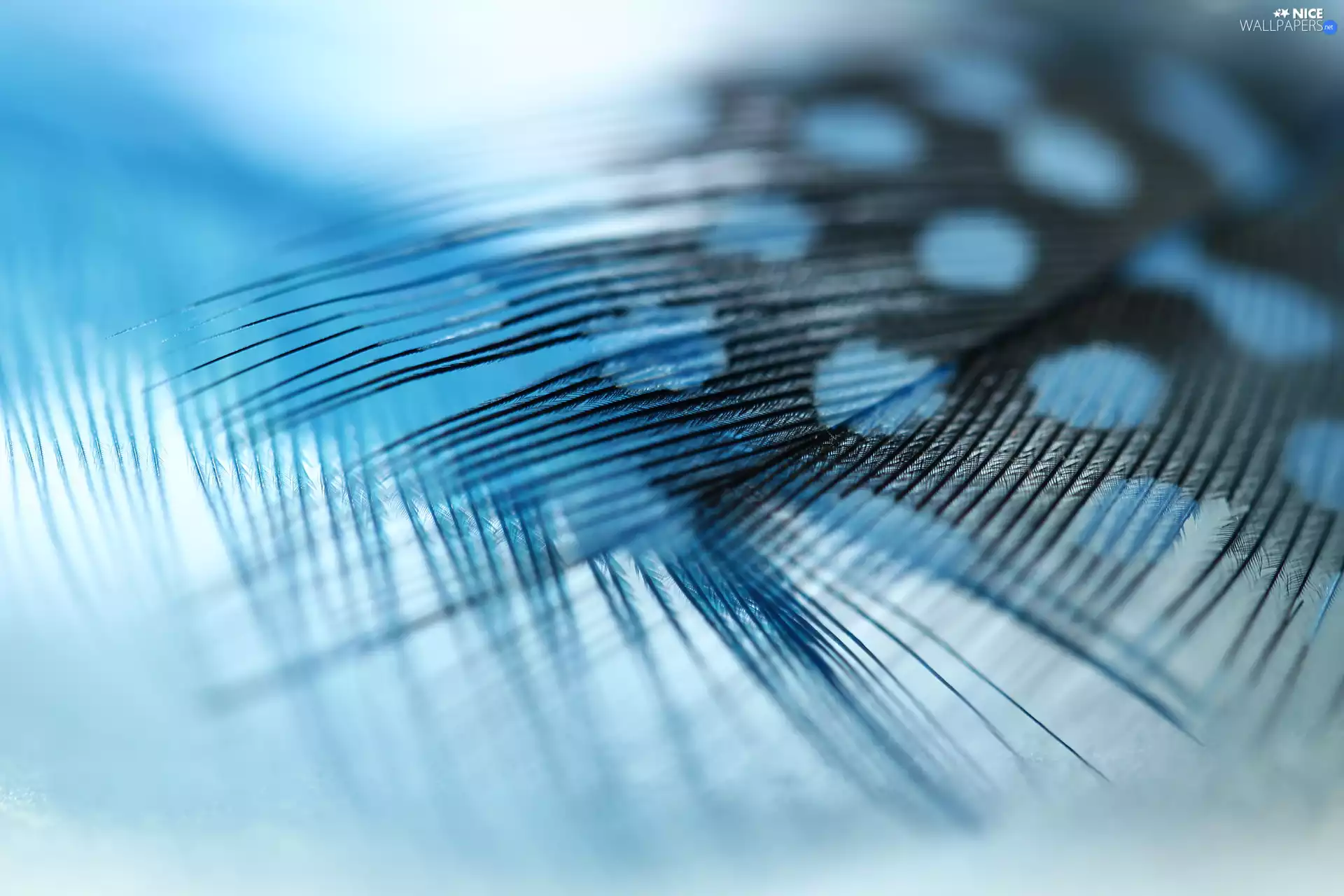 Blue, Spots, Close, pen