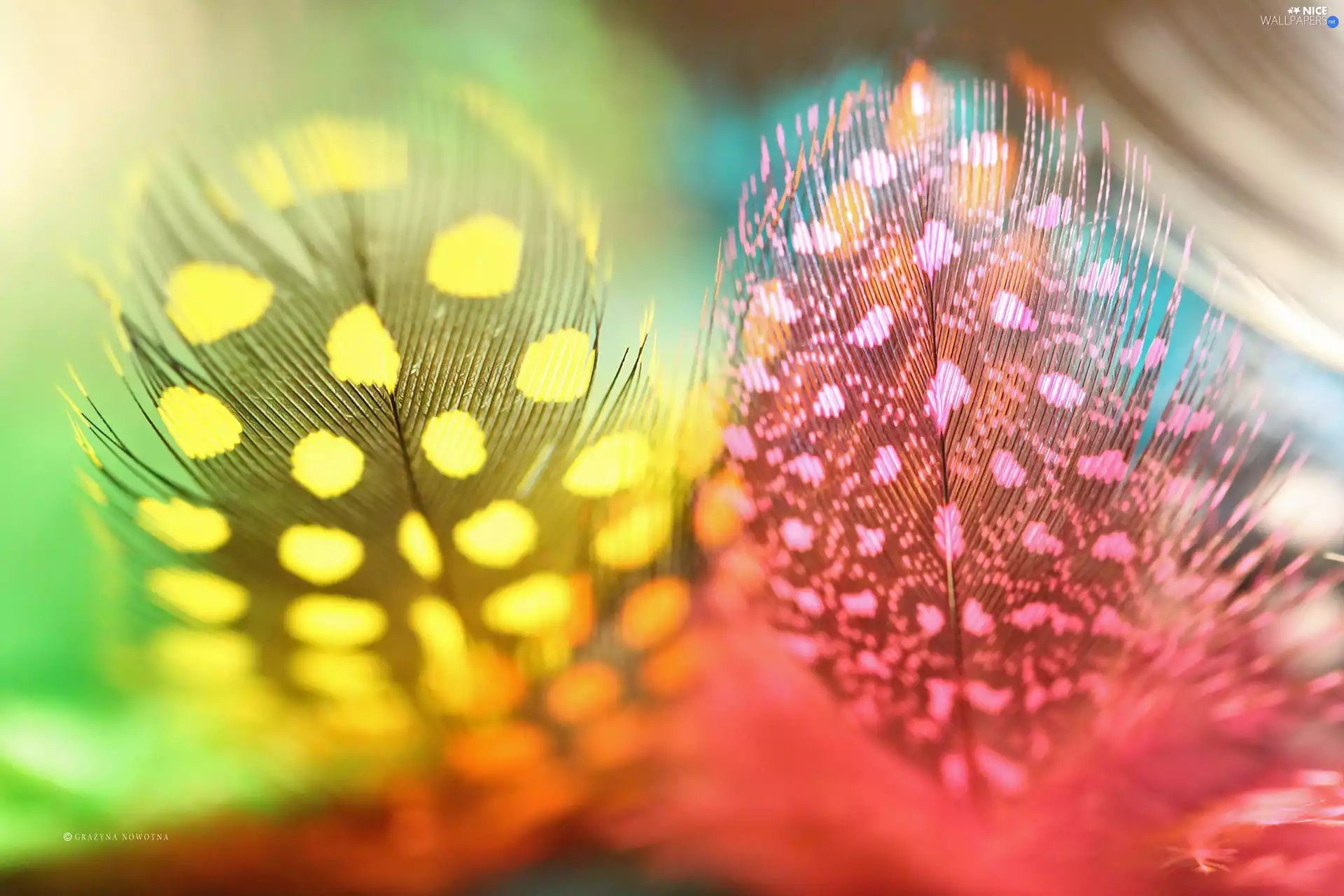 Close, Two cars, pen