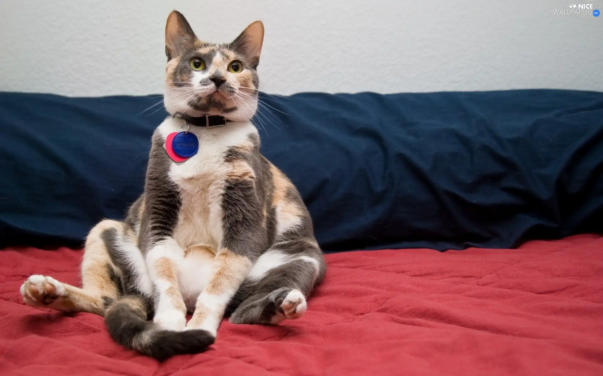 cat, dog-collar, pendant, White Bed