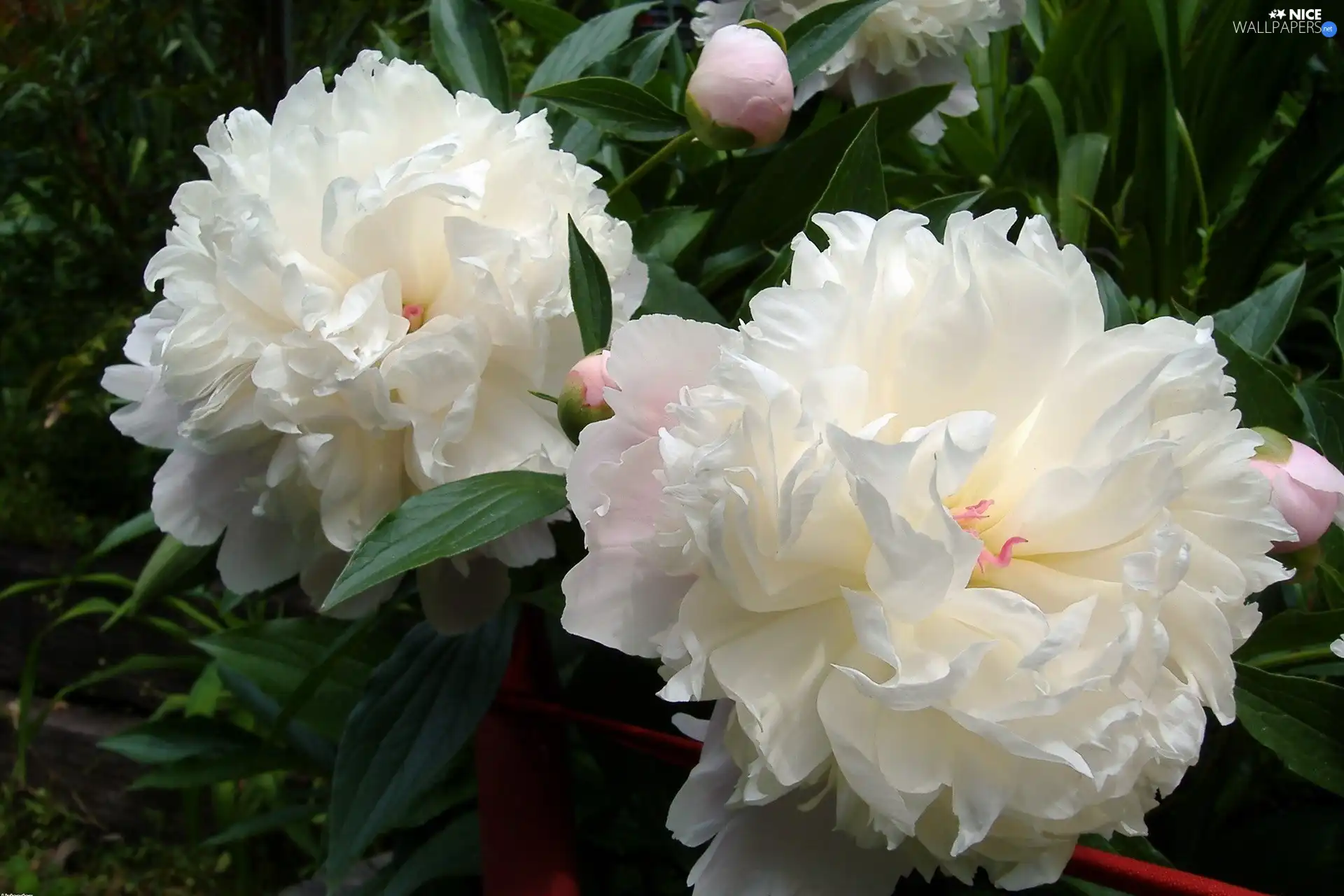 Peonies, Flowers, White