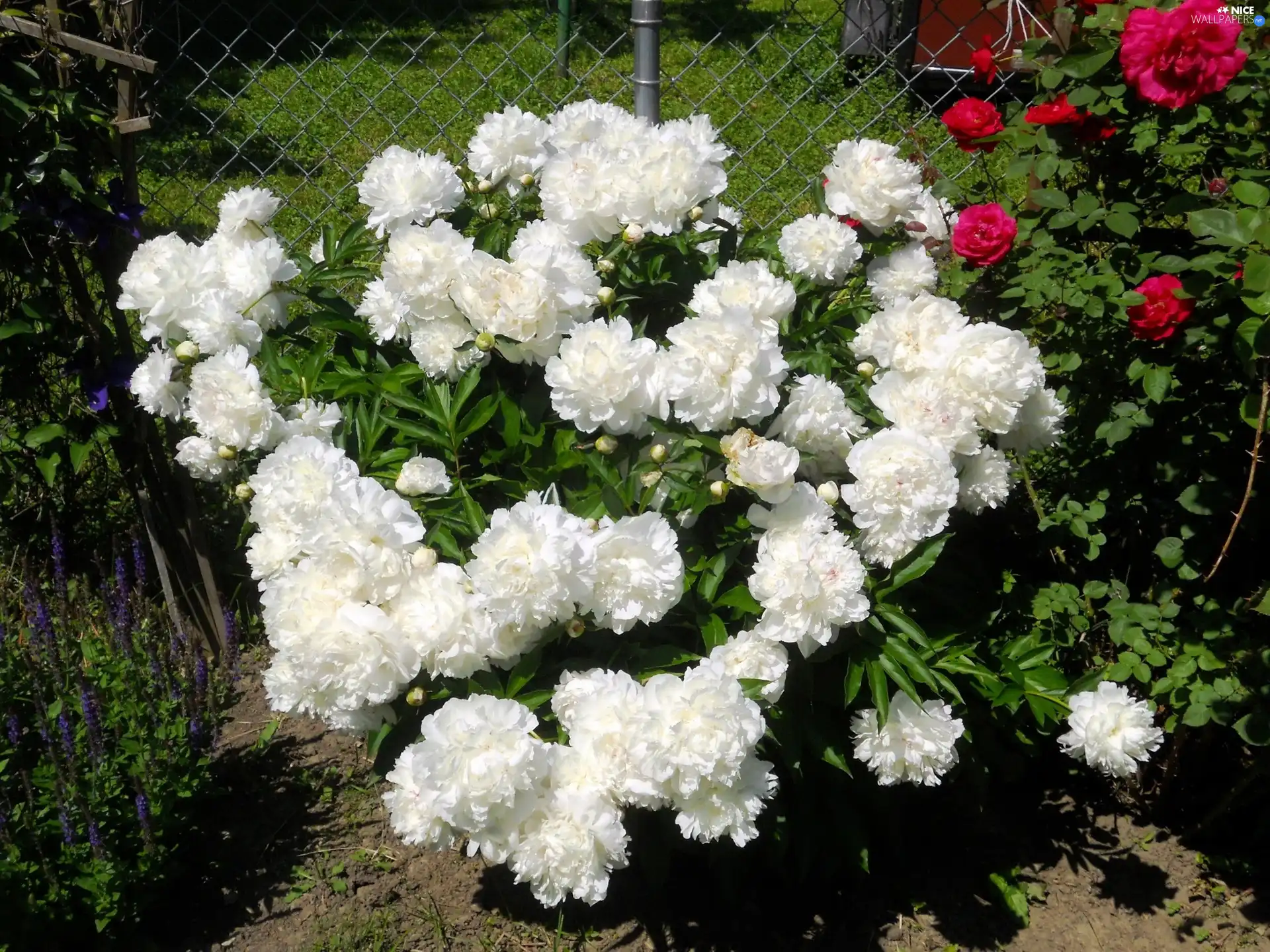 White, Peonies