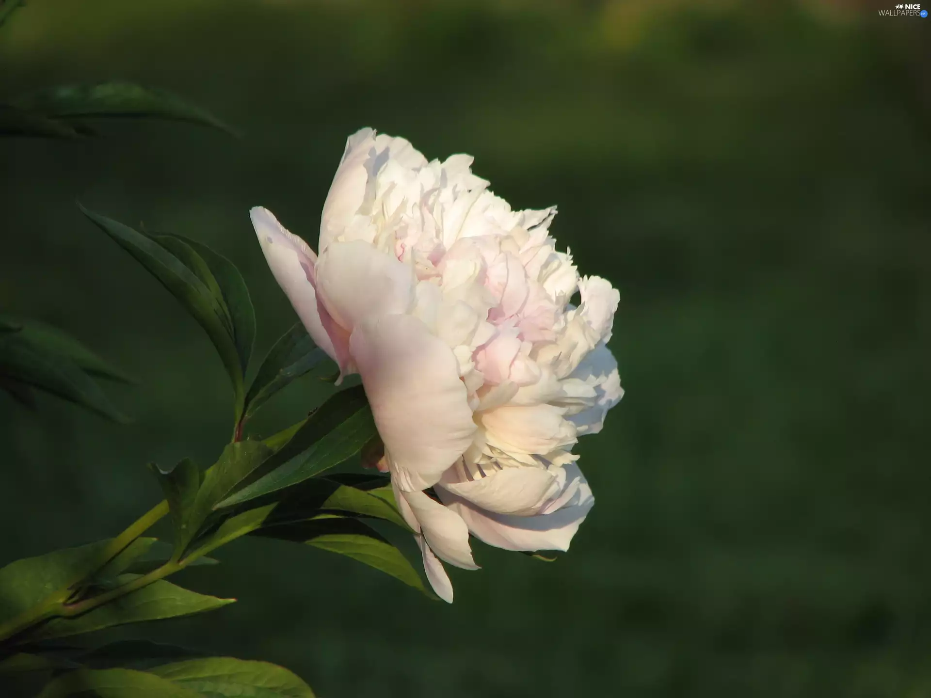 peony
