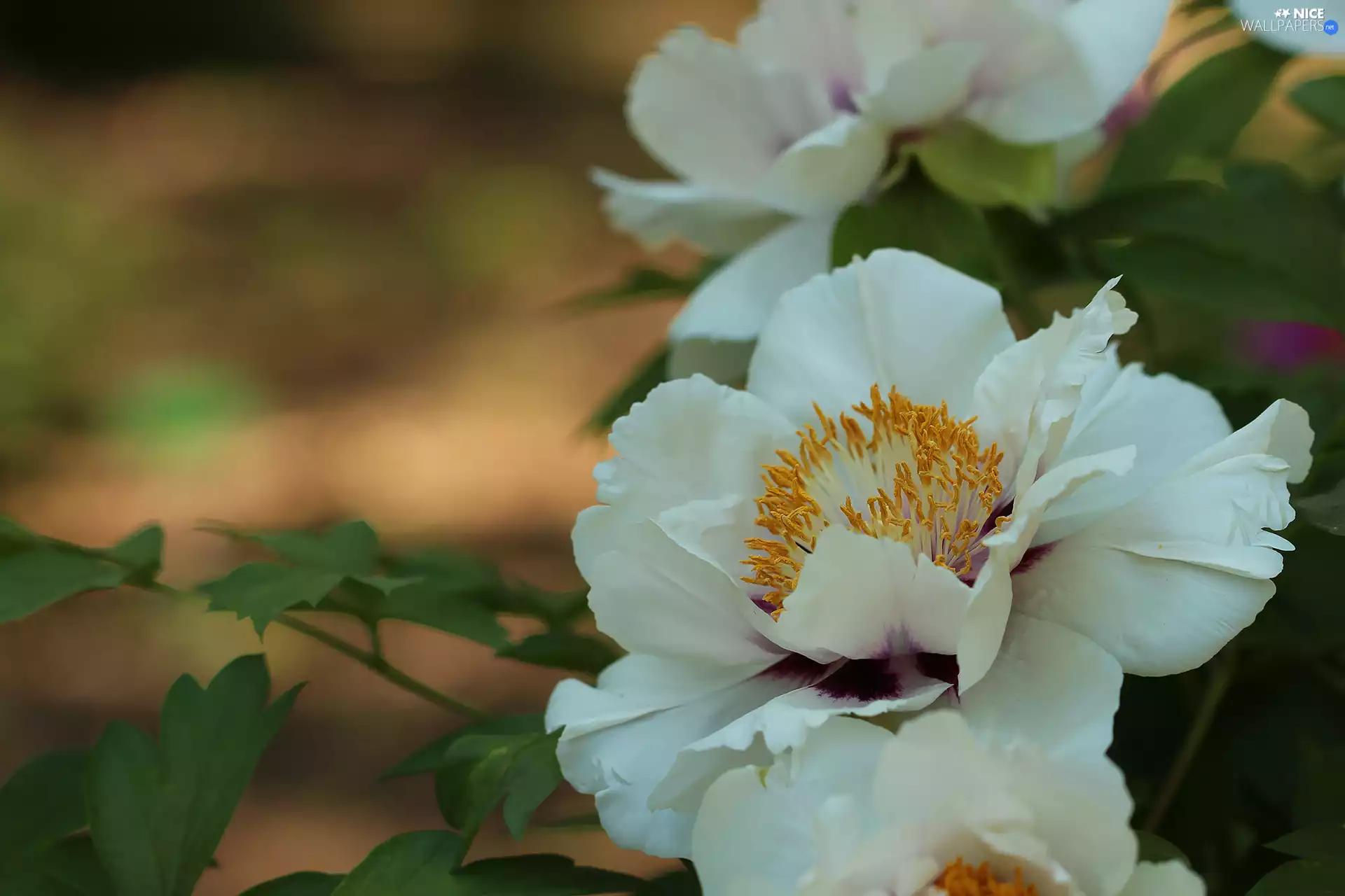 Colourfull Flowers, White, peony