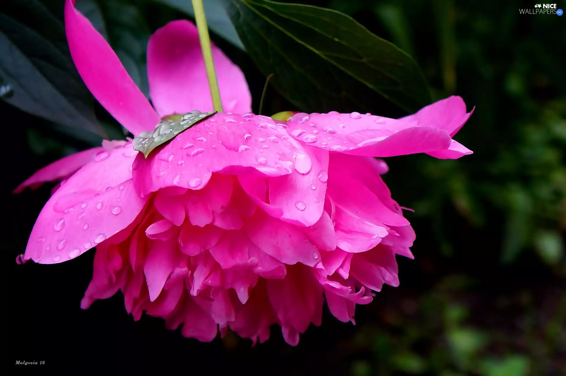 drops, Colourfull Flowers, peony