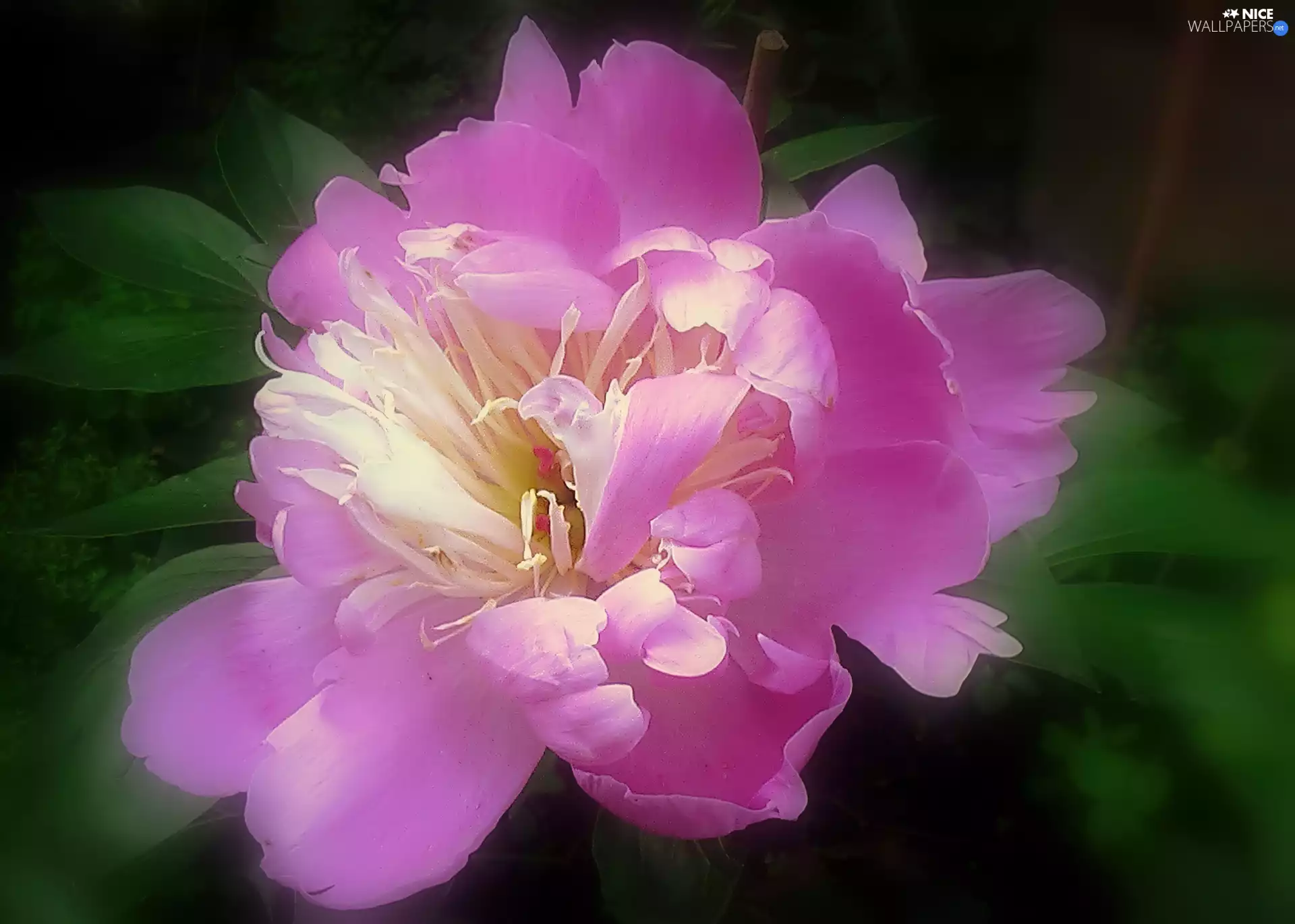 peony, Colourfull Flowers