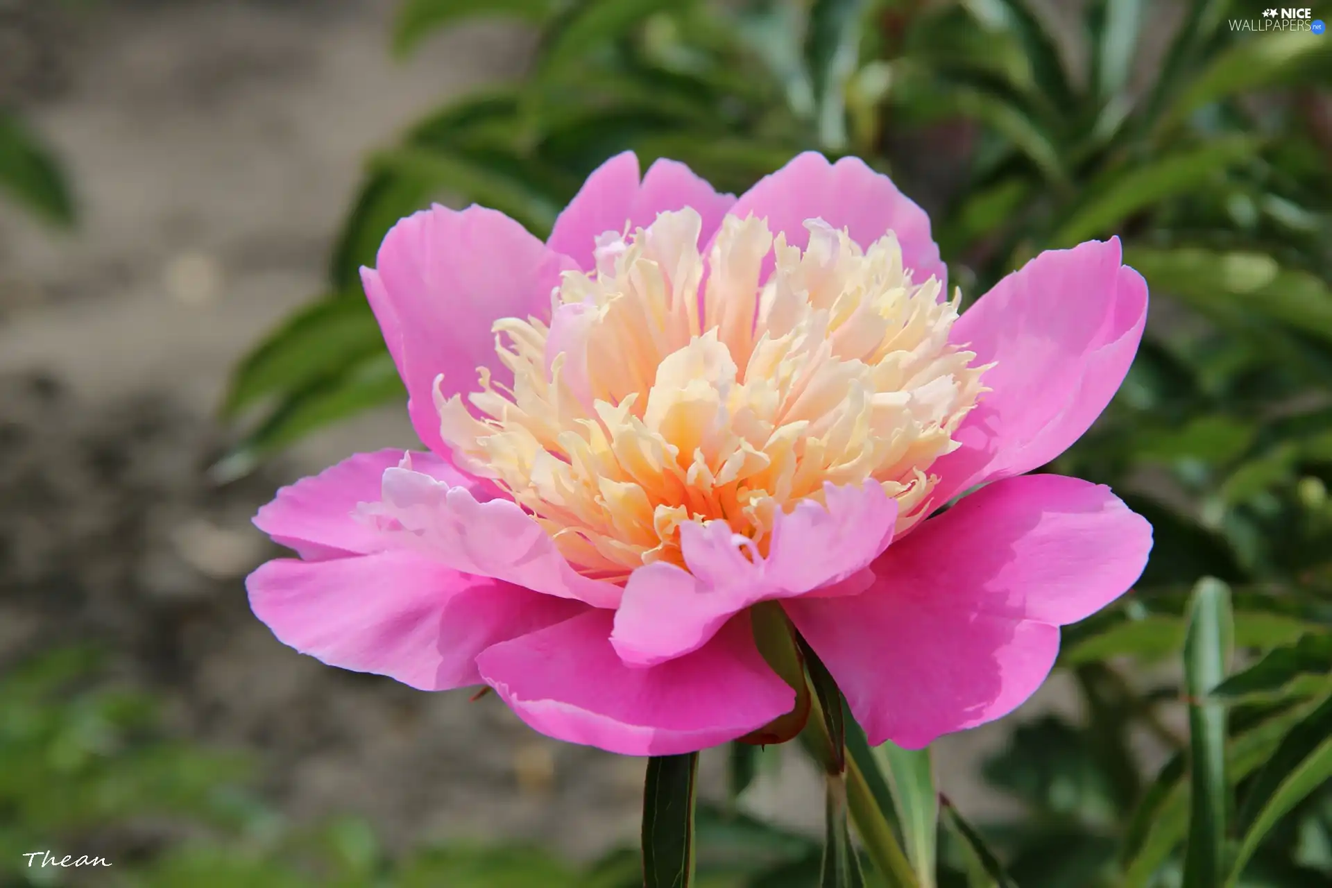 Pink, peony