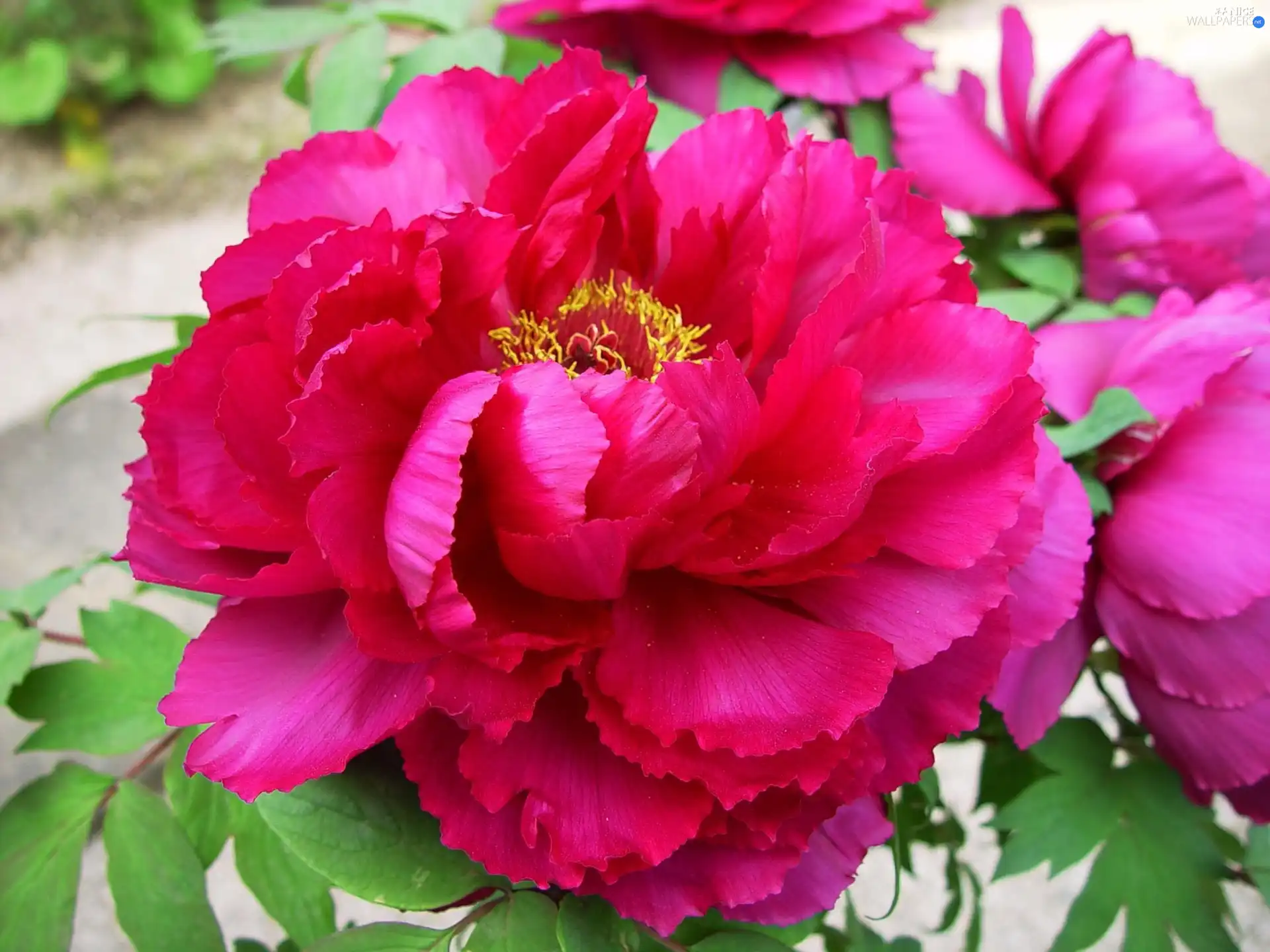 Pink, peony