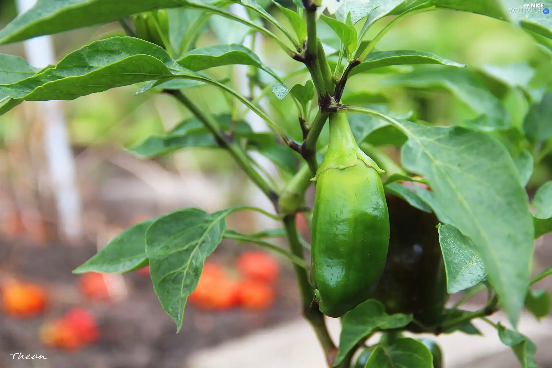 Green, pepper