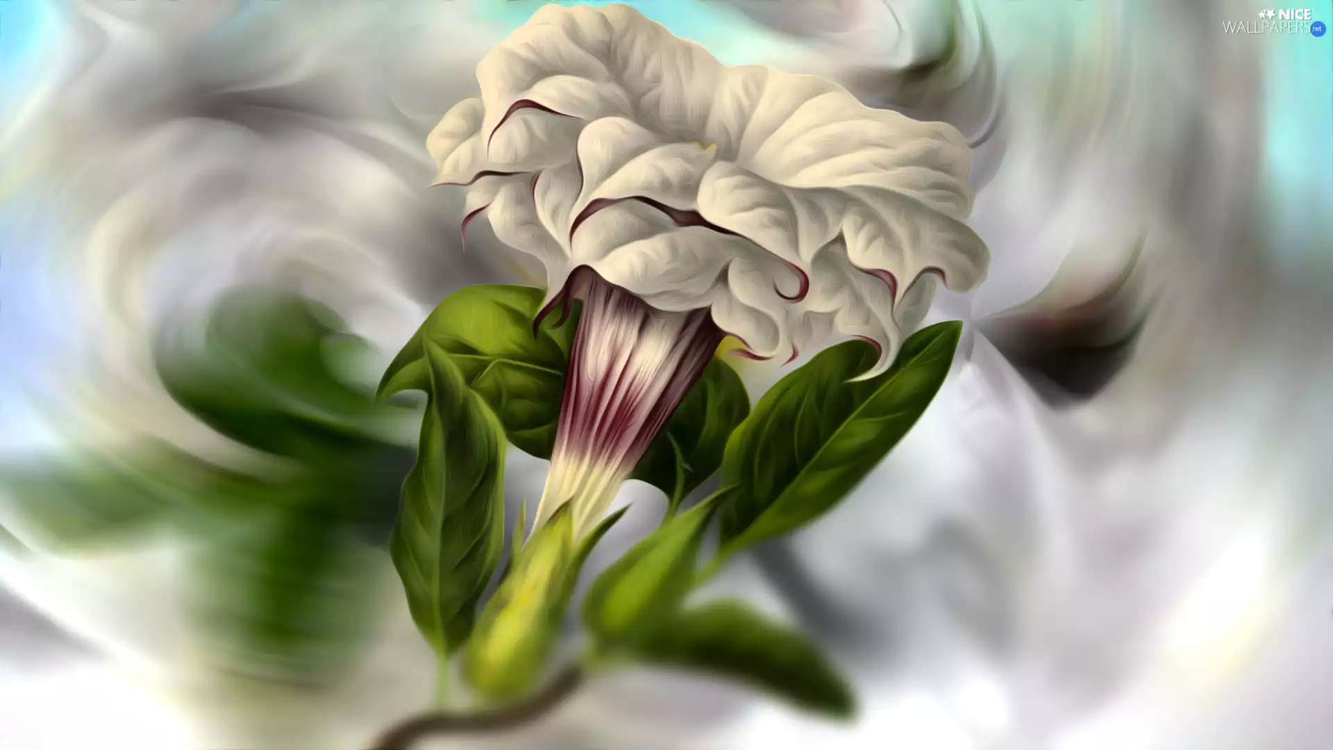 graphics, Colourfull Flowers, Petunia