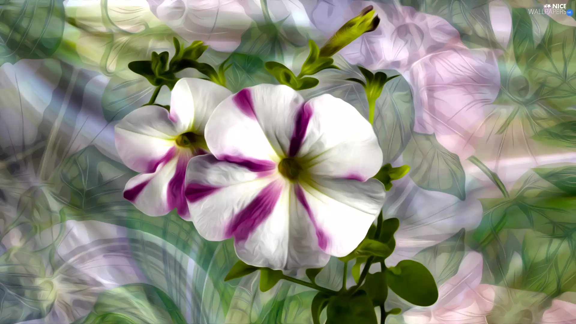 petunias, graphics, Flowers