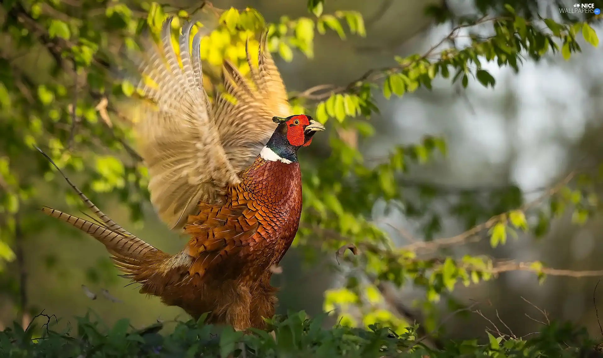 Bird, Twigs, Leaf, pheasant