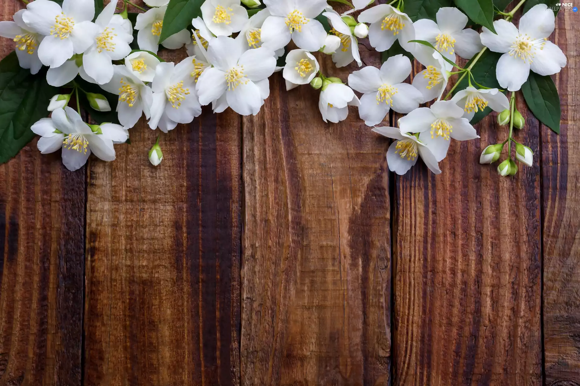 White, Philadelphus Coronarius, Wood, Flowers